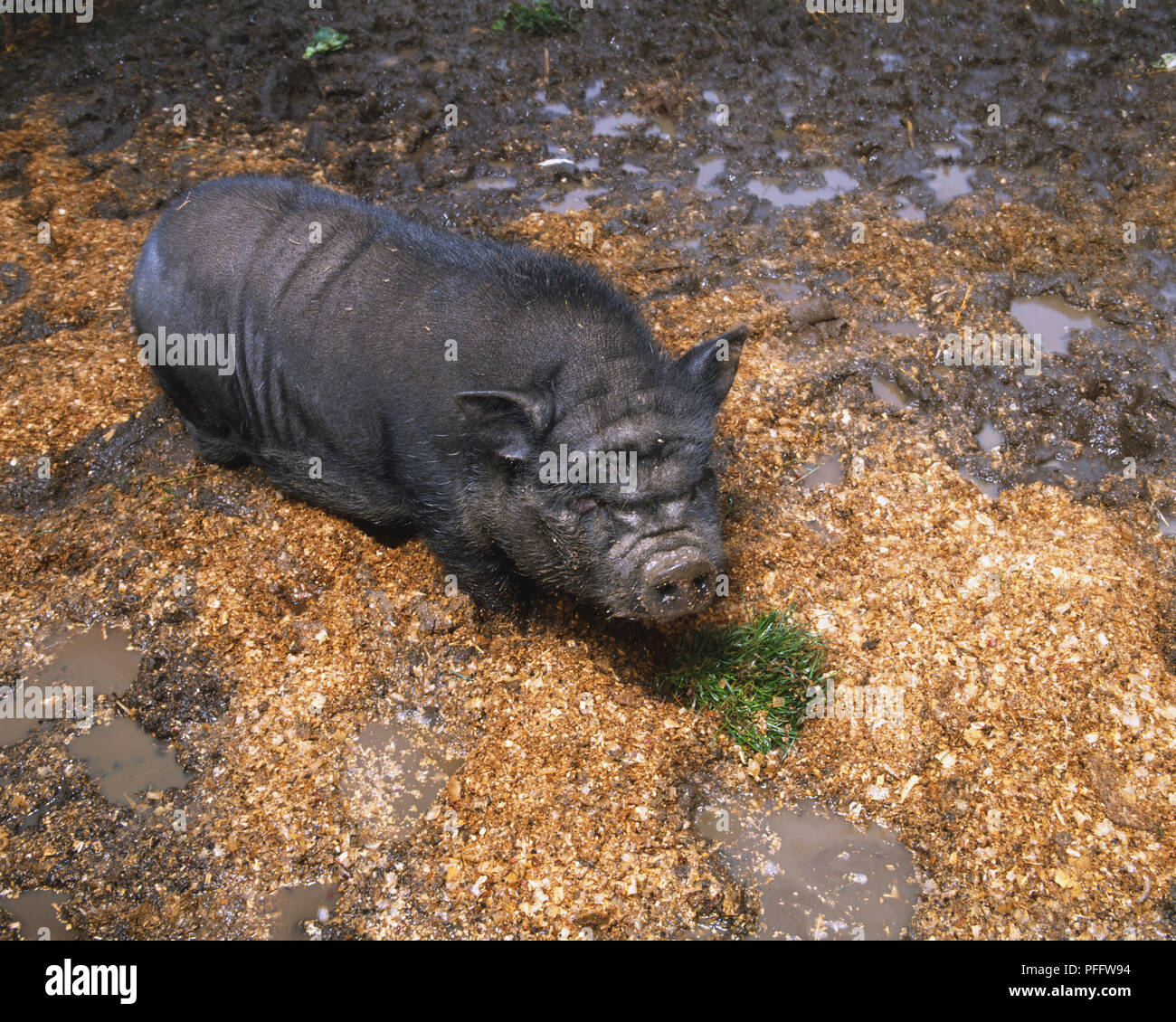 POT BELLIED COCHON VIETNAMIEN DANS SON STY Banque D'Images
