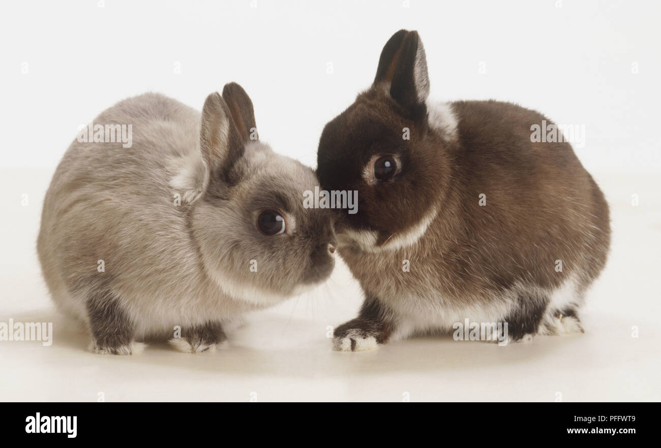 Deux lapins Nains Néerlandais (Oryctolagus cuniculus) rubbing noses, side view Banque D'Images