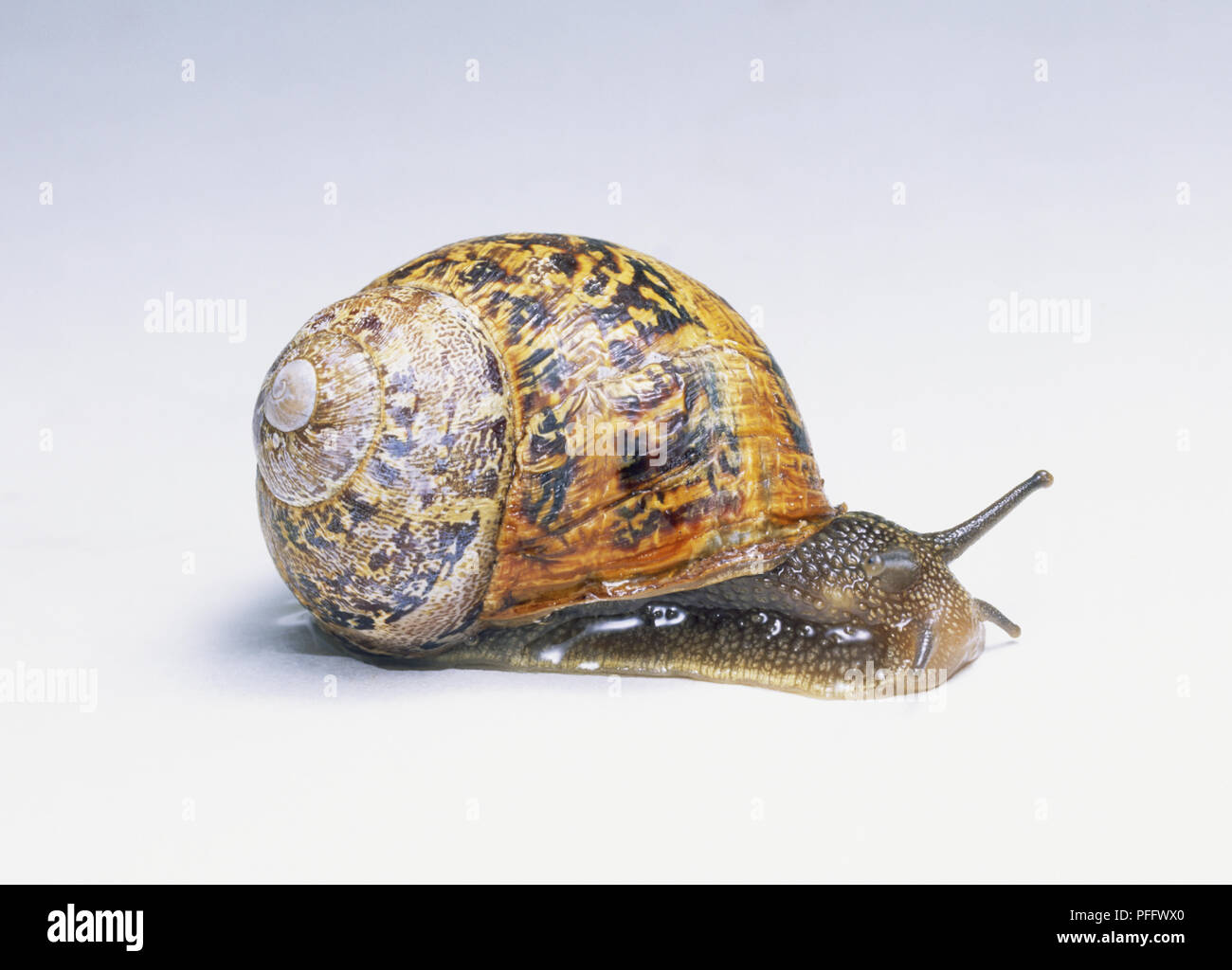 Helix aspersa (escargot), vue latérale, Close up Banque D'Images