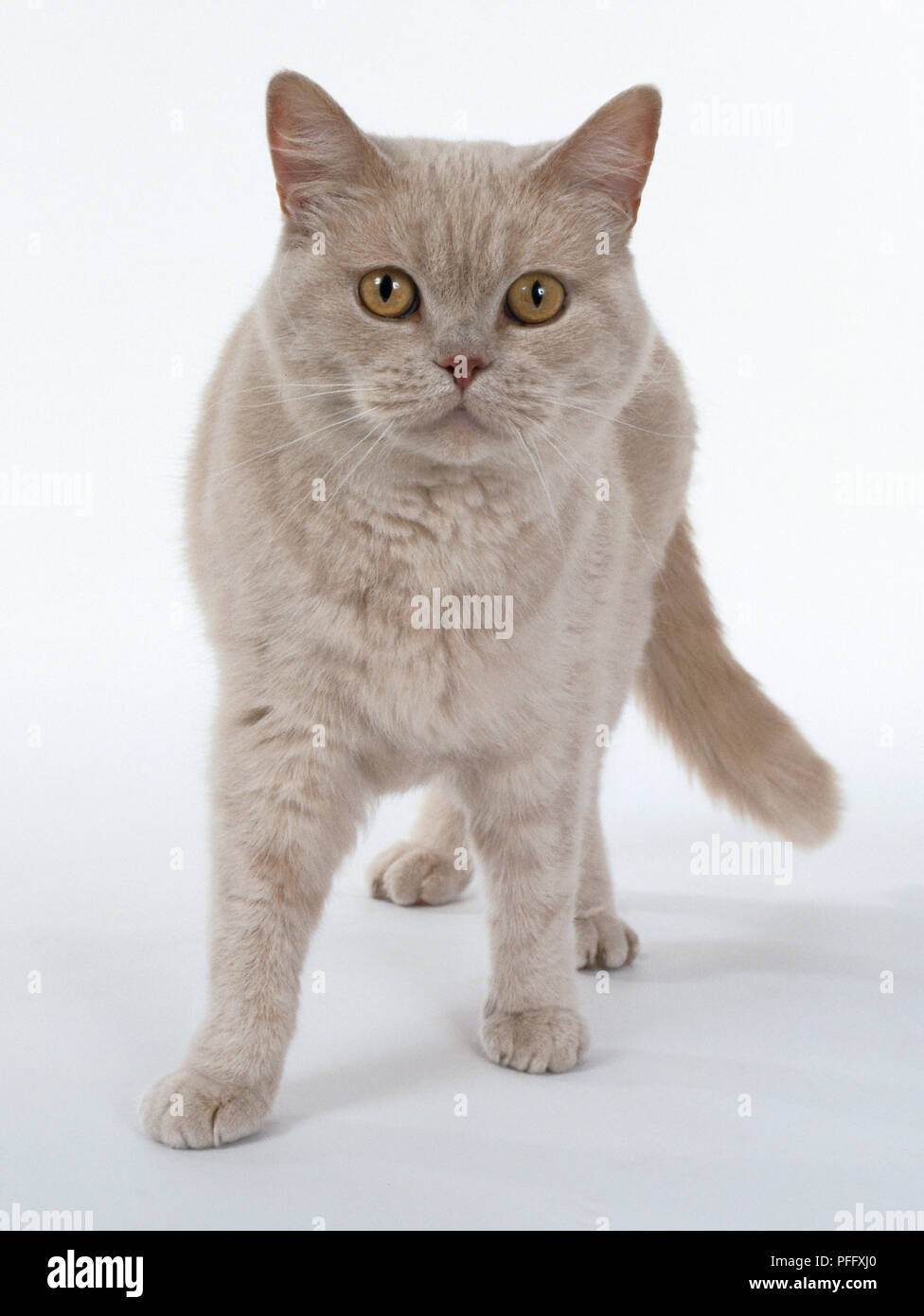 La Creme De Chat A Poils Courts Avec Cou Court Debout Vue De Face Photo Stock Alamy