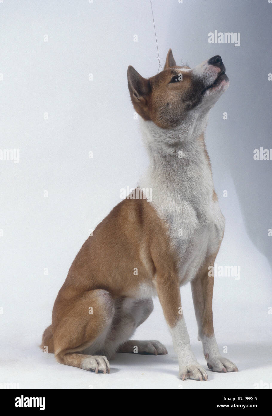 Un brun clair et blanc Guinée singing dog siège avec la tête en altitude ou soulevé Banque D'Images