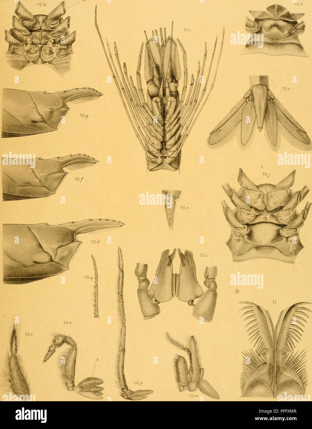 . Les Décapodes du Siboga expédition. (Crustacea Decapoda). Sibo^ja H.])ediho XXXLV :" JJ'.i/t'./,j//./&gt ;/ii)e/DAE. 10/1 ji ,'-" - .'30} w. JG.de l'homme et J.F. Obbes VAN LECRAMSrenOAM MtLIOTrPie.del. Veuillez noter que ces images sont extraites de la page numérisée des images qui peuvent avoir été retouchées numériquement pour plus de lisibilité - coloration et l'aspect de ces illustrations ne peut pas parfaitement ressembler à l'œuvre originale.. L'homme, J. G. de, Johannes (Govertus. 1850-1930 ; Holthuis, L. B. Leyde, E. J. Brill Banque D'Images