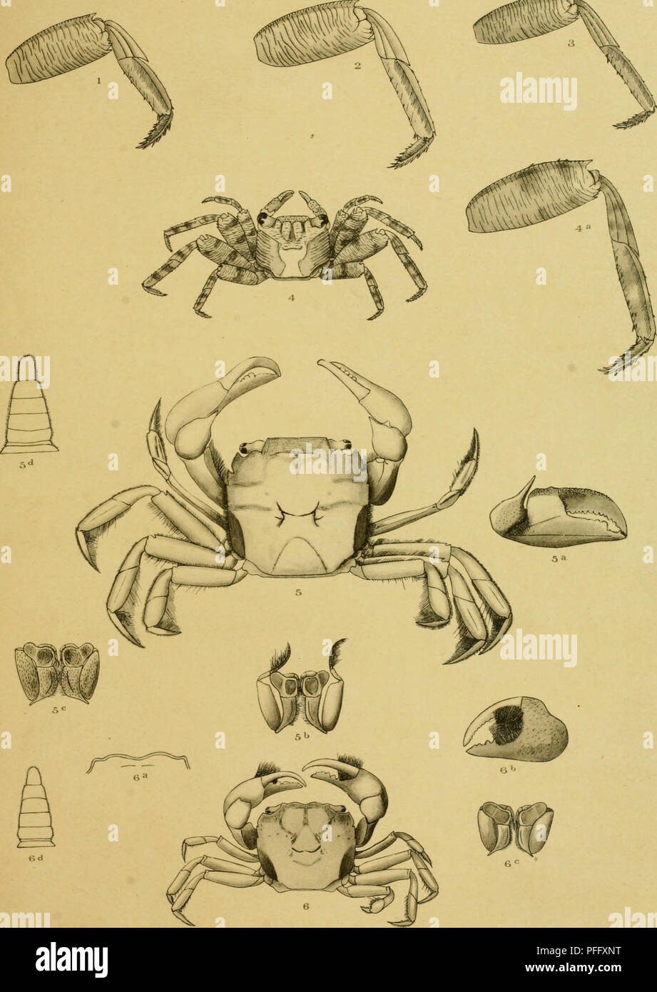 . Les Decapoda Brachyura du Siboga expédition. Siboga ; expédition ; les crabes (CRUSTACEA Decapoda) ; des expéditions scientifiques. ^ Expcditie ibo(JA) XXXIXV RISC/J.J. i. Un décapodes brac/n'ifnt. IV.. Veuillez noter que ces images sont extraites de la page numérisée des images qui peuvent avoir été retouchées numériquement pour plus de lisibilité - coloration et l'aspect de ces illustrations ne peut pas parfaitement ressembler à l'œuvre originale.. Tesch, Johan Jacob, 1877- ; Leene, Jentina Jentina E. (Emma) ; Flipse, H. J ; Siboga Expedition (1899-1900). Leiden, E. J. Brill Banque D'Images