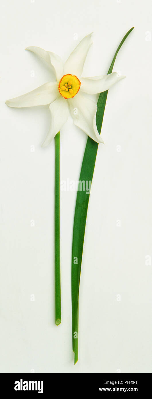 Narcissus poeticus, Pheasant's Eye Daffodil avec pétales blancs corona jaune avec anneau rouge et vert feuille étroite unique. Banque D'Images