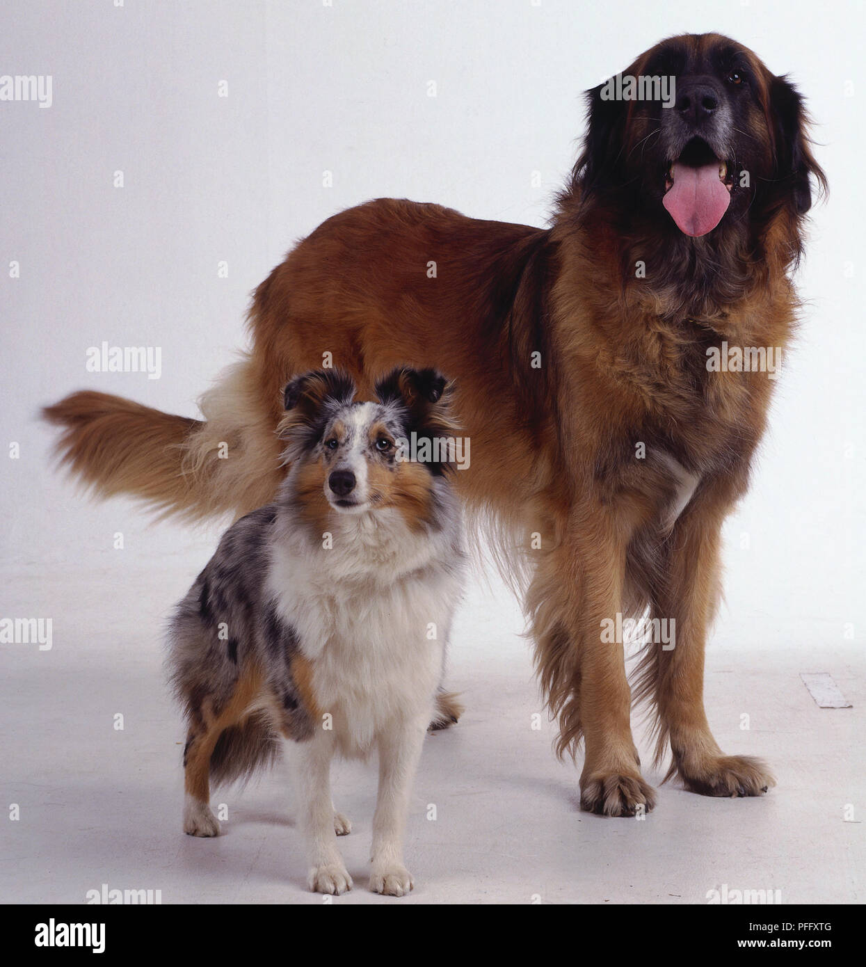 Un grand chien haletant d'une épaisse couche de fourrure brun-rougeâtre se trouve à côté un petit blanc, noir et feu chien. Banque D'Images