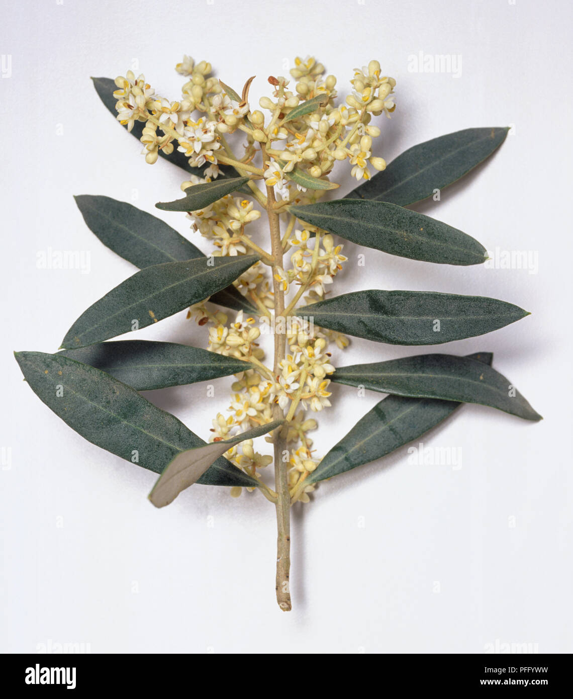 Olea europaea olive, avec des fleurs jaunes en grappes denses à la verticale et de feuilles vert foncé. Banque D'Images