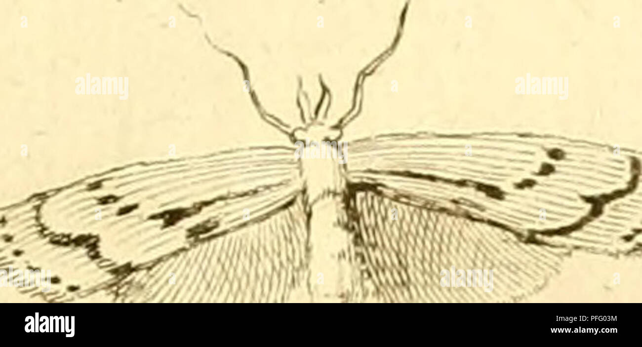 . D.D. Dissertatio entomologia sistens insecta svecica. Les insectes. . Veuillez noter que ces images sont extraites de la page numérisée des images qui peuvent avoir été retouchées numériquement pour plus de lisibilité - coloration et l'aspect de ces illustrations ne peut pas parfaitement ressembler à l'œuvre originale.. Carl Thunberg, Peter, 1743-1828, président ; Åkerman, Jacob, 1770-1829, de l'intimé ; Arrese, Petrus Ericus, intimé ; Borgström, Johannes, de l'intimé ; Haij, Kinmanson Isaacus, intimé ;, Samuel, 1771-1830, de l'intimé ; Kullberg, Jonas, de l'intimé ; Sebaldt, Carl Fredrik, intimé ; Westman, Sten Edvard, 1777-18 Banque D'Images