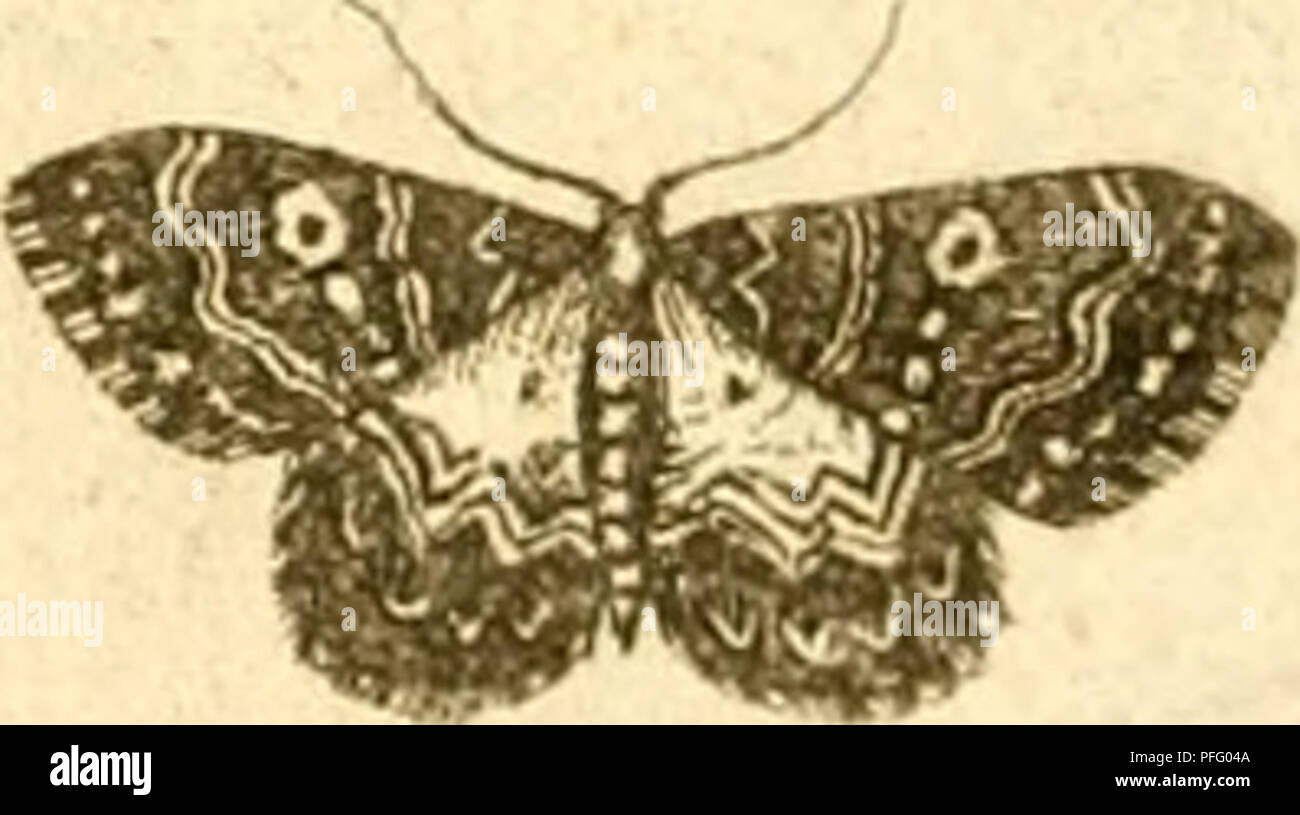 . D.D. Dissertatio entomologia sistens insecta svecica. Les insectes. J^. a/^^^/iy/^un^. J ! ! C///y^^» 6/.. J^^^^/ H&lt;f&lt;xa^iz.. J^. jM/I///c/Jcr^^ A : r/fk/ ^^i/ii.. Veuillez noter que ces images sont extraites de la page numérisée des images qui peuvent avoir été retouchées numériquement pour plus de lisibilité - coloration et l'aspect de ces illustrations ne peut pas parfaitement ressembler à l'œuvre originale.. Carl Thunberg, Peter, 1743-1828, président ; Åkerman, Jacob, 1770-1829, de l'intimé ; Arrese, Petrus Ericus, intimé ; Borgström, Johannes, de l'intimé ; Haij, Kinmanson Isaacus, intimé ;, Samuel, 1771-1830, de l'intimé ; Banque D'Images