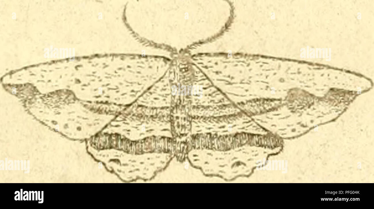 . D.D. Dissertatio entomologia sistens insecta svecica. Les insectes. . Veuillez noter que ces images sont extraites de la page numérisée des images qui peuvent avoir été retouchées numériquement pour plus de lisibilité - coloration et l'aspect de ces illustrations ne peut pas parfaitement ressembler à l'œuvre originale.. Carl Thunberg, Peter, 1743-1828, président ; Åkerman, Jacob, 1770-1829, de l'intimé ; Arrese, Petrus Ericus, intimé ; Borgström, Johannes, de l'intimé ; Haij, Kinmanson Isaacus, intimé ;, Samuel, 1771-1830, de l'intimé ; Kullberg, Jonas, de l'intimé ; Sebaldt, Carl Fredrik, intimé ; Westman, Sten Edvard, 1777-18 Banque D'Images