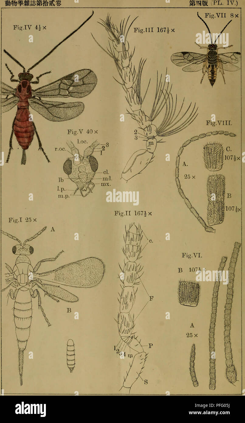 Cette image est tirée d'une revue zoologique japonaise, 'Dbutsugaku Zasshi', détaillant l'étude de diverses espèces animales. La revue se concentre sur la recherche zoologique, y compris la taxonomie, la morphologie et le comportement des animaux dans différentes régions. Il met en lumière les contributions des zoologistes japonais dans la documentation et l'étude des espèces animales originaires du Japon et des régions environnantes. Banque D'Images
