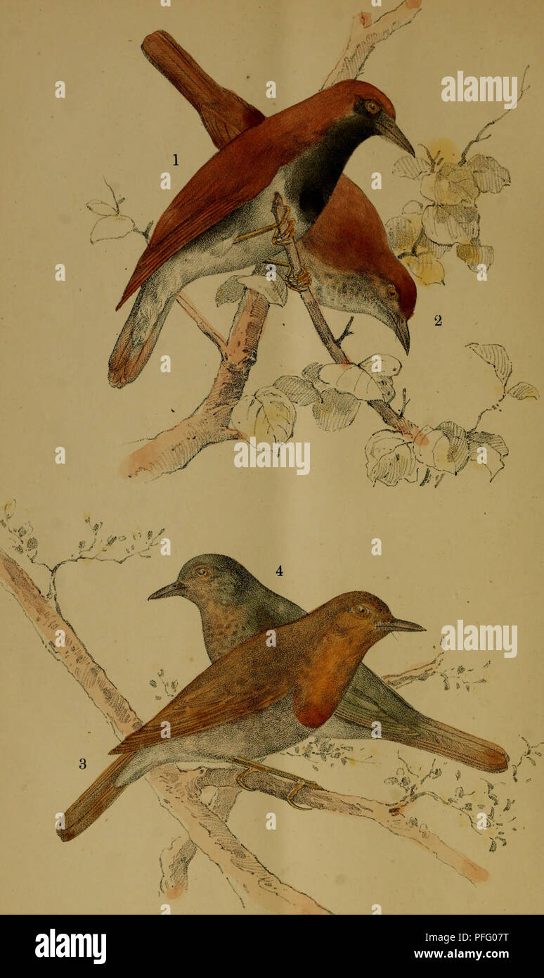 Cette illustration d'une revue zoologique japonaise montre différentes espèces d'oiseaux, dont Erithacas komadori et akahige. Les images ont été améliorées numériquement pour plus de clarté, et leur coloration peut différer des illustrations originales. Banque D'Images