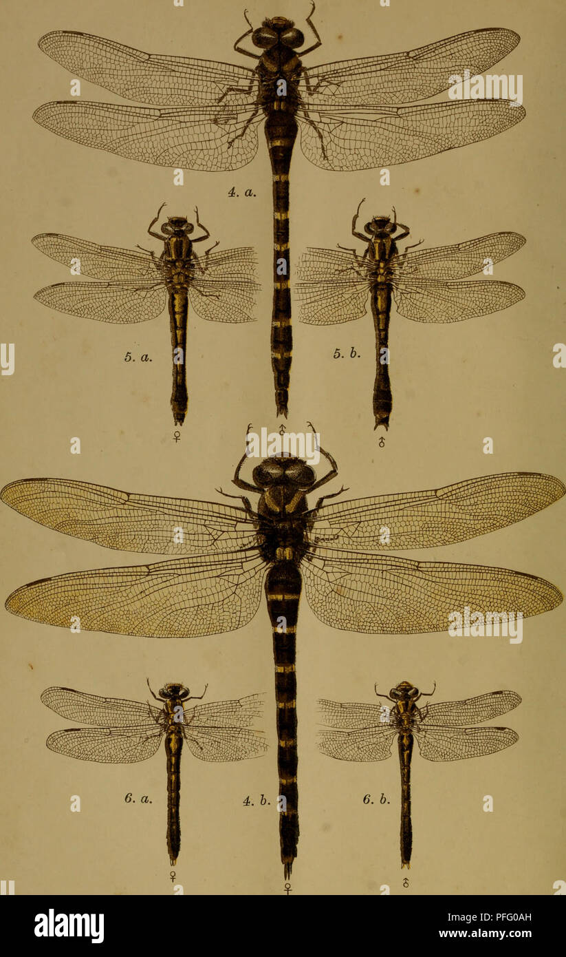 . Dbutsugaku zasshi. Zoologie Zoologie ;. Odouata japonais PI.11.  ? ? ? ? ? ? ? ? ? ?. 4. une Cordulegastes siebolau b.,, selys. ?- ? ? ? 5. a. 5. Gomphus postocularis&gt ; selys. ? ? ? ? ? ? ? ? ? e. a. h.  ?, Melampus, selys. ? ? ? ? ? ?. Veuillez noter que ces images sont extraites de la page numérisée des images qui peuvent avoir été retouchées numériquement pour plus de lisibilité - coloration et l'aspect de ces illustrations ne peut pas parfaitement ressembler à l'œuvre originale.. Nihon Dbutsu Gakkai ; Tky Dbutsu Gakkai. Tky : Tky Dbutsu Gakkai Banque D'Images