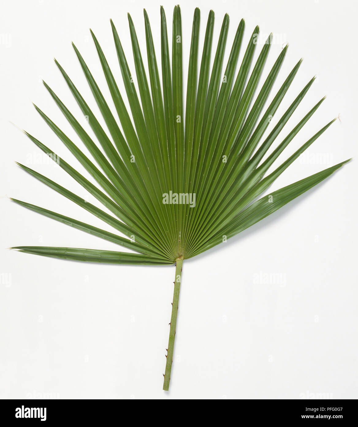 Feuilles de palmier à cire du Brésil Banque D'Images