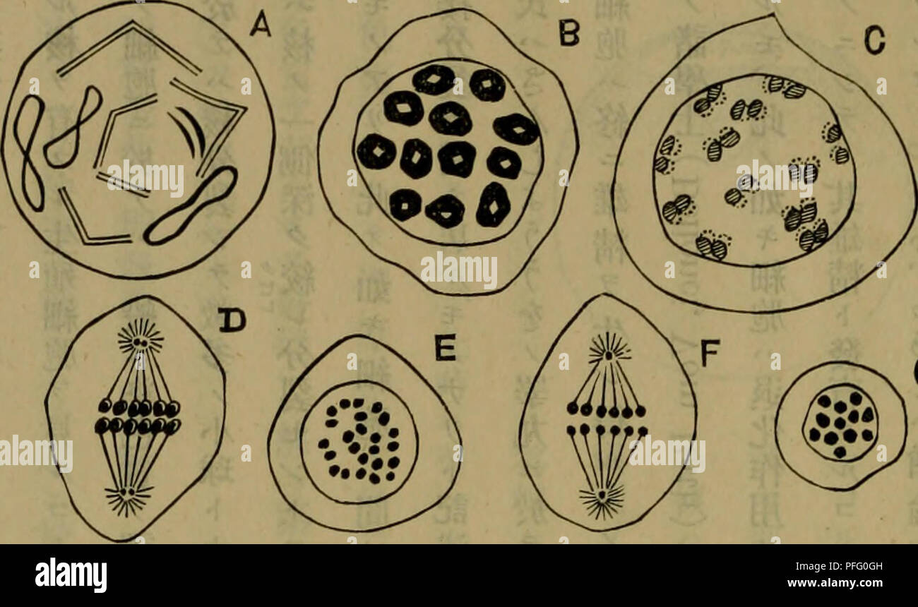 Oe Ae Banque D Image Et Photos Alamy Oe Ae Banque D Image Et Photos Alamy