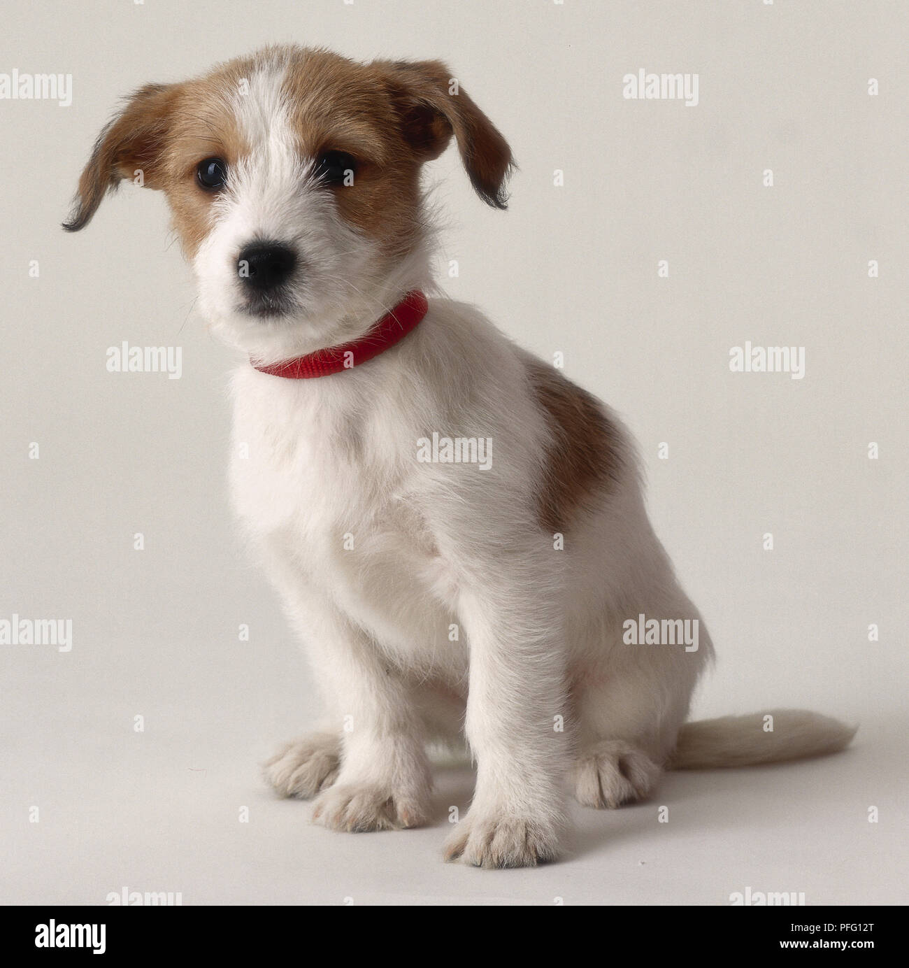Jack Russell, blanc et couleur sable chiot avec un col rouge assis Banque D'Images