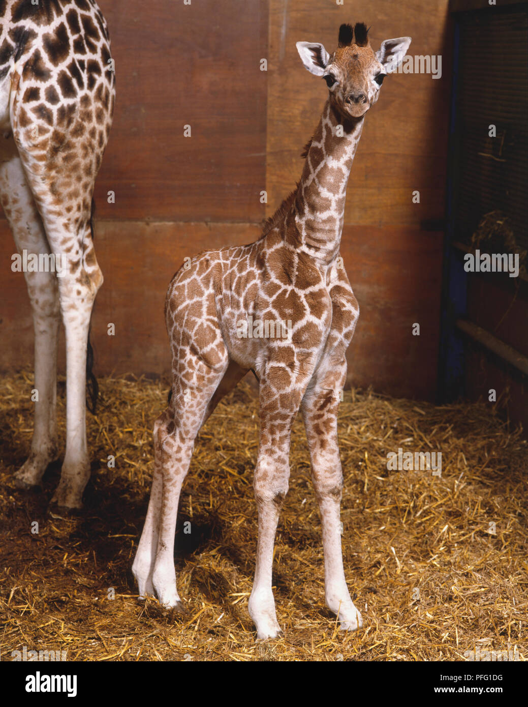 Bebe Girafe Giraffa Camelopardalis Posture Droite Looking At Camera Animal Mere Partiellement Visible En Arriere Plan Photo Stock Alamy