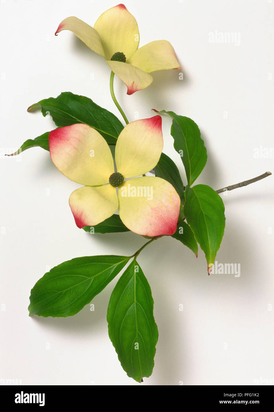 Cornaceae Cornus, 'Porlock', long, les feuilles elliptiques, et de minuscules fleurs blanc-jaune avec des bractées crème rose tournant en début d'été. Banque D'Images