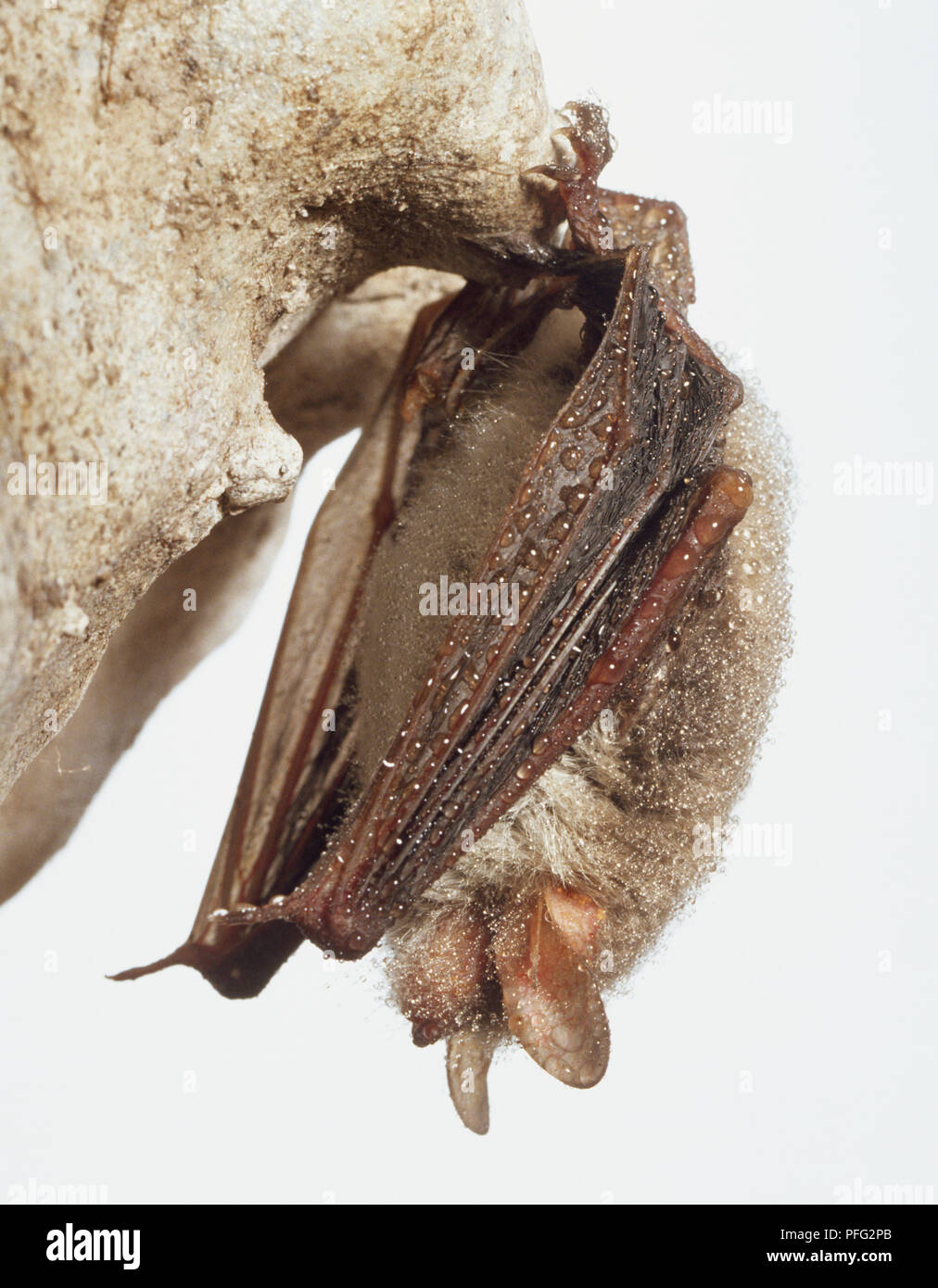 Natterer's Bat tête en bas de la roche dans la grotte, ailes repliées autour de mammifère, perles de l'humidité sur sa fourrure, vue de côté. Banque D'Images