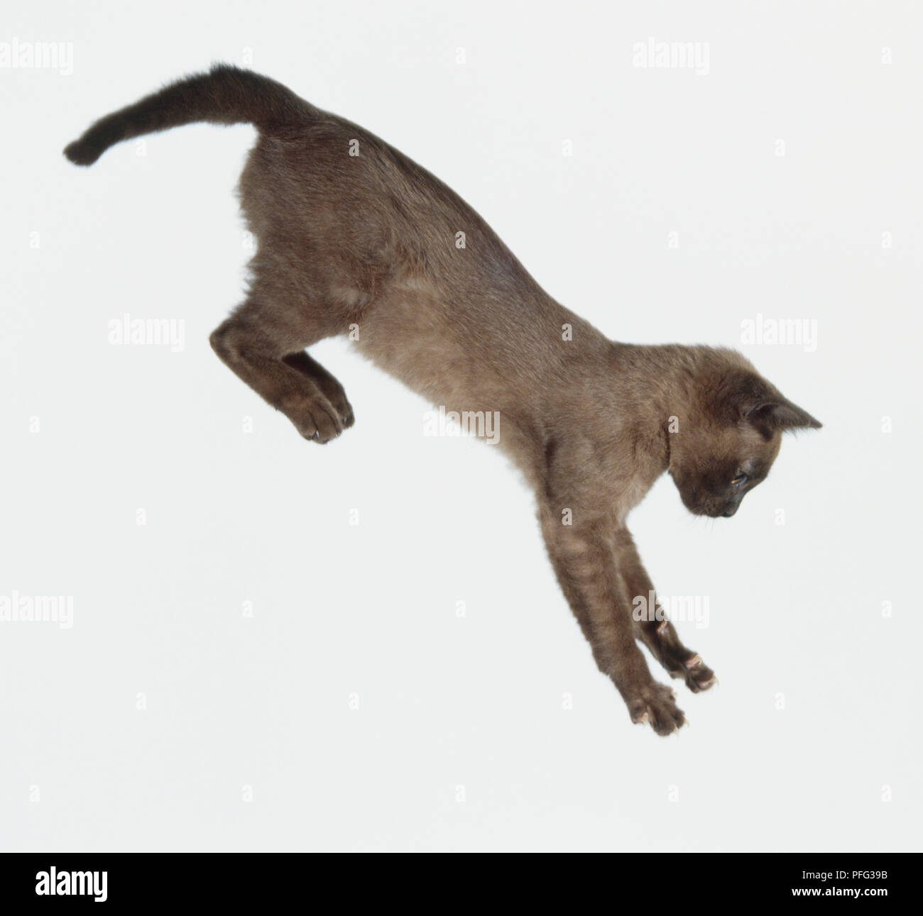 La Chute D Un Chat Avec Les Jambes Tendus Pret A Terre Photo Stock Alamy