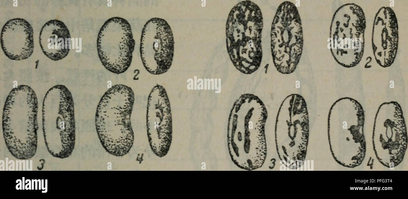 . Da tian zuo wu zhong yu xue Yu Zhong zi yu xue shi fan xi zhi dao. botanique. È±ç±"ä½ç© 249 æ©¢åå½§ åç¢[ellipticus (Mart.) Vient]ï¼åç-å½¢aeae£æ¬§ å½¢åç[obä» loagus (Savi) ï¼aeå½ aeè vient]¢å½¢åç§[compressus (DC) vient]¿äºåç§ã è ç§ååº¦ãå å-¯åº¦åº¦çç åé·¯å¾çå ¹Ae¯«³Ç³ Å"è è¡¨¦ã 105å®è'Ä'-å¯Ä"¥è¦Å°èè±çIi âä'ªÅÇ§3è¿æ'¡Å°å¦ä'ä'ªÅÇ§¨ çè±å¤ ⇨¿æ'¡¨åãå ç±"è ç¿§æ ä'^§çåç§ åç°æ¯åéçÂ sphaericusx ellipticusç-"il Ï¼ï¼å¹¯·ä'aeae é¢æ¥è¿çjffiä ªåç§çåç§ «aeftåé ã€°ç§¡è²èè-å çé±è°·åç§§åçç åç±"å å¨¡è²ae¹Iffléå é''å æ · åãå¤¯è½å®åå ·ç'å½©aeae¯å®è²ï¼ç½è² ãé(alba)"è²(aureus)ãç¶ è² (glaucus) ftè²ï¼purpureus ãé ã)"è²ï¼niger ¶åå)ä"ã ç§å-çç'å½©ç'å½©çç±"å Banque D'Images