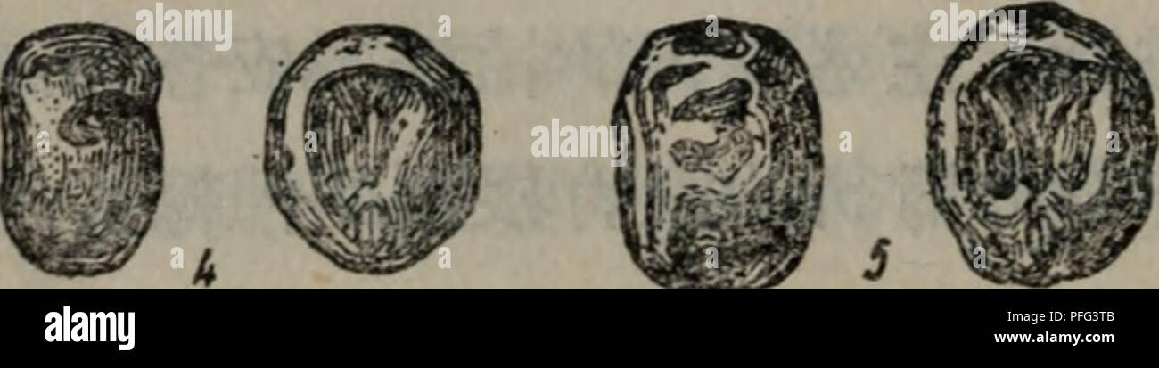 . Da tian zuo wu zhong yu xue Yu Zhong zi yu xue shi fan xi zhi dao. botanique. . Veuillez noter que ces images sont extraites de la page numérisée des images qui peuvent avoir été retouchées numériquement pour plus de lisibilité - coloration et l'aspect de ces illustrations ne peut pas parfaitement ressembler à l'œuvre originale.. wang chen fen de Xin Yi han chun (ru). Gao Yu deng jiao chu ban elle Banque D'Images