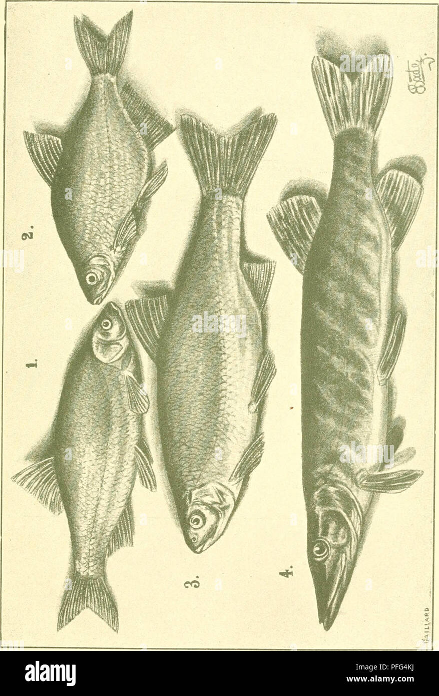 . Süsswasser-Aquarium Das Geschichte : flore, faune des Süsswasser-Aquariums und seine, Anlage und Pflege. Les aquariums d'eau douce ; biologie ; animaux d'eau douce ; les plantes d'eau douce. . Veuillez noter que ces images sont extraites de la page numérisée des images qui peuvent avoir été retouchées numériquement pour plus de lisibilité - coloration et l'aspect de ces illustrations ne peut pas parfaitement ressembler à l'œuvre originale.. Bade, E. (Ernst). Berlin : Verlag Fritz von Pfenningstorff Banque D'Images