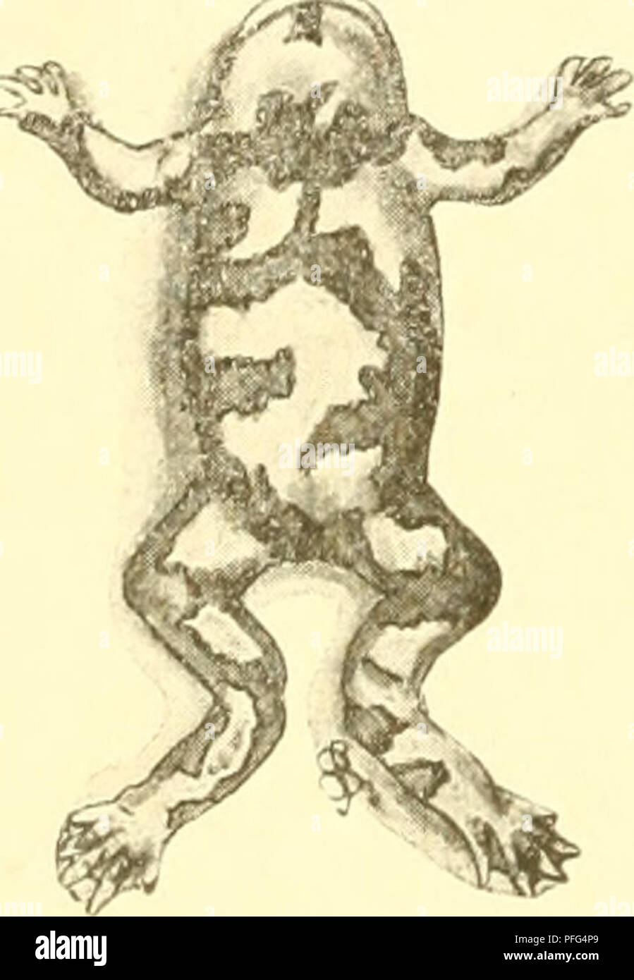 . Süsswasser-Aquarium Das Geschichte : flore, faune des Süsswasser-Aquariums und seine, Anlage und Pflege. Les aquariums d'eau douce ; biologie ; animaux d'eau douce ; les plantes d'eau douce. . Veuillez noter que ces images sont extraites de la page numérisée des images qui peuvent avoir été retouchées numériquement pour plus de lisibilité - coloration et l'aspect de ces illustrations ne peut pas parfaitement ressembler à l'œuvre originale.. Bade, E. (Ernst). Berlin : Verlag Fritz von Pfenningstorff Banque D'Images