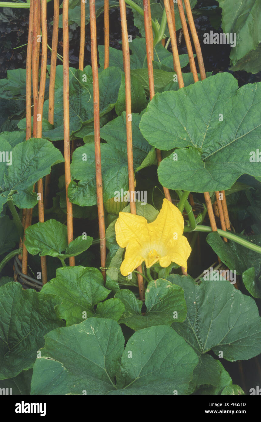 Cucurbita pepo, fleur jaune d'usine de courgettes Banque D'Images