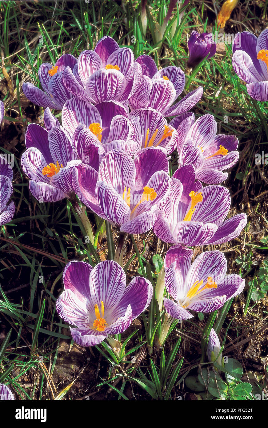 Crocus vernus 'Pickwick', cluster de délicates fleurs blanches veinées de pourpre Banque D'Images Crocus vernus 'Pickwick', cluster de délicates fleurs blanches veinées de pourpre Banque D'Images