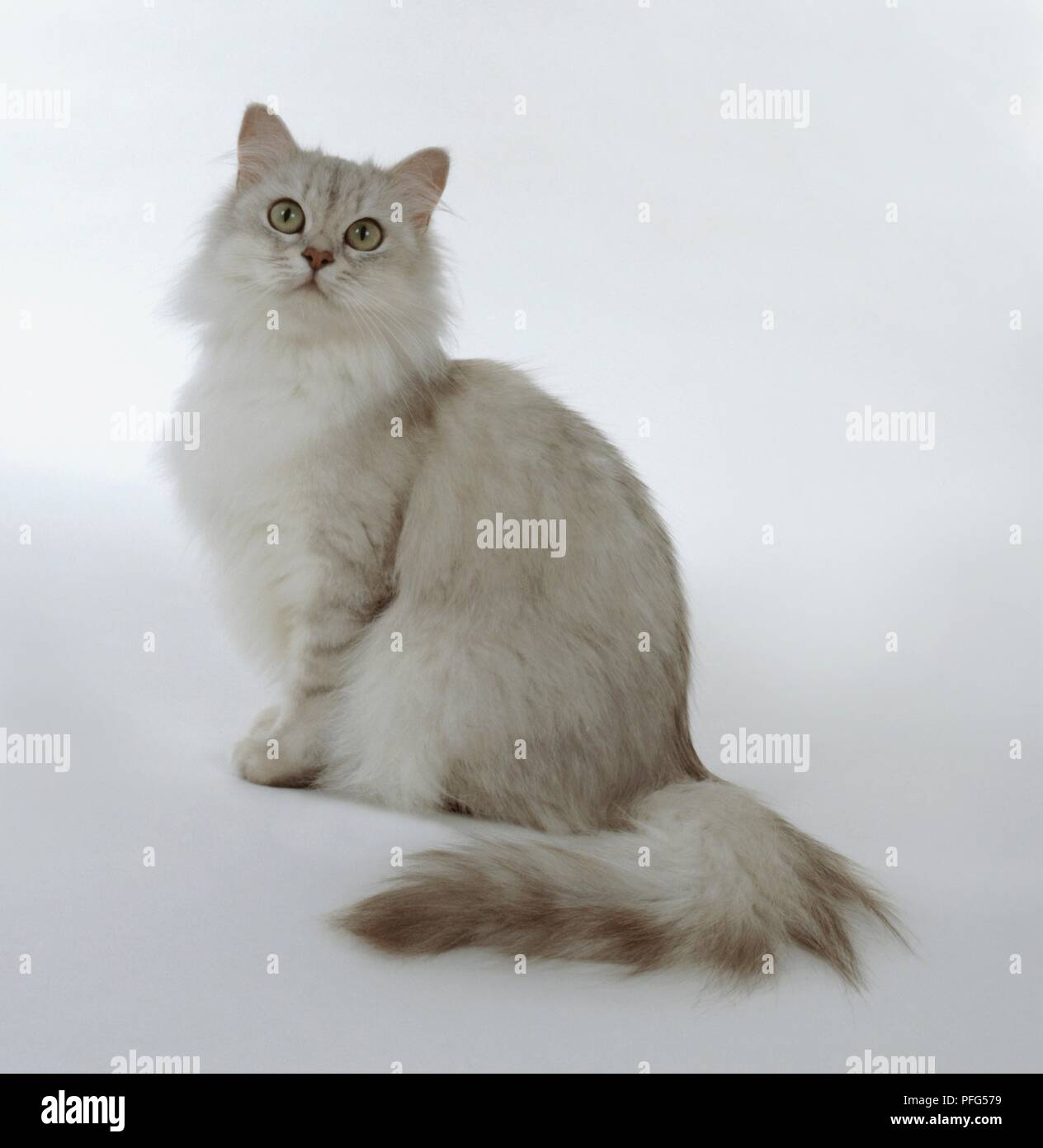 Blue Silver Shaded Tiffanie Chat Assis Photo Stock Alamy