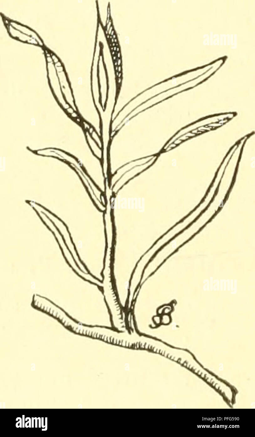 . Süsswasser-Aquarium Das Geschichte : flore, faune des Süsswasser-Aquariums und seine, Anlage und Pflege. Les aquariums d'eau douce ; biologie ; animaux d'eau douce plantes d'eau douce ;. ftigur B9. Spttjblättrigeis fiaidjfraut iPotamogeton aeutifolias j. Slattfrntje I... Veuillez noter que ces images sont extraites de la page numérisée des images qui peuvent avoir été retouchées numériquement pour plus de lisibilité - coloration et l'aspect de ces illustrations ne peut pas parfaitement ressembler à l'œuvre originale.. Bade, E. (Ernst). Berlin : Verlag Fritz von Pfenningstorff Banque D'Images