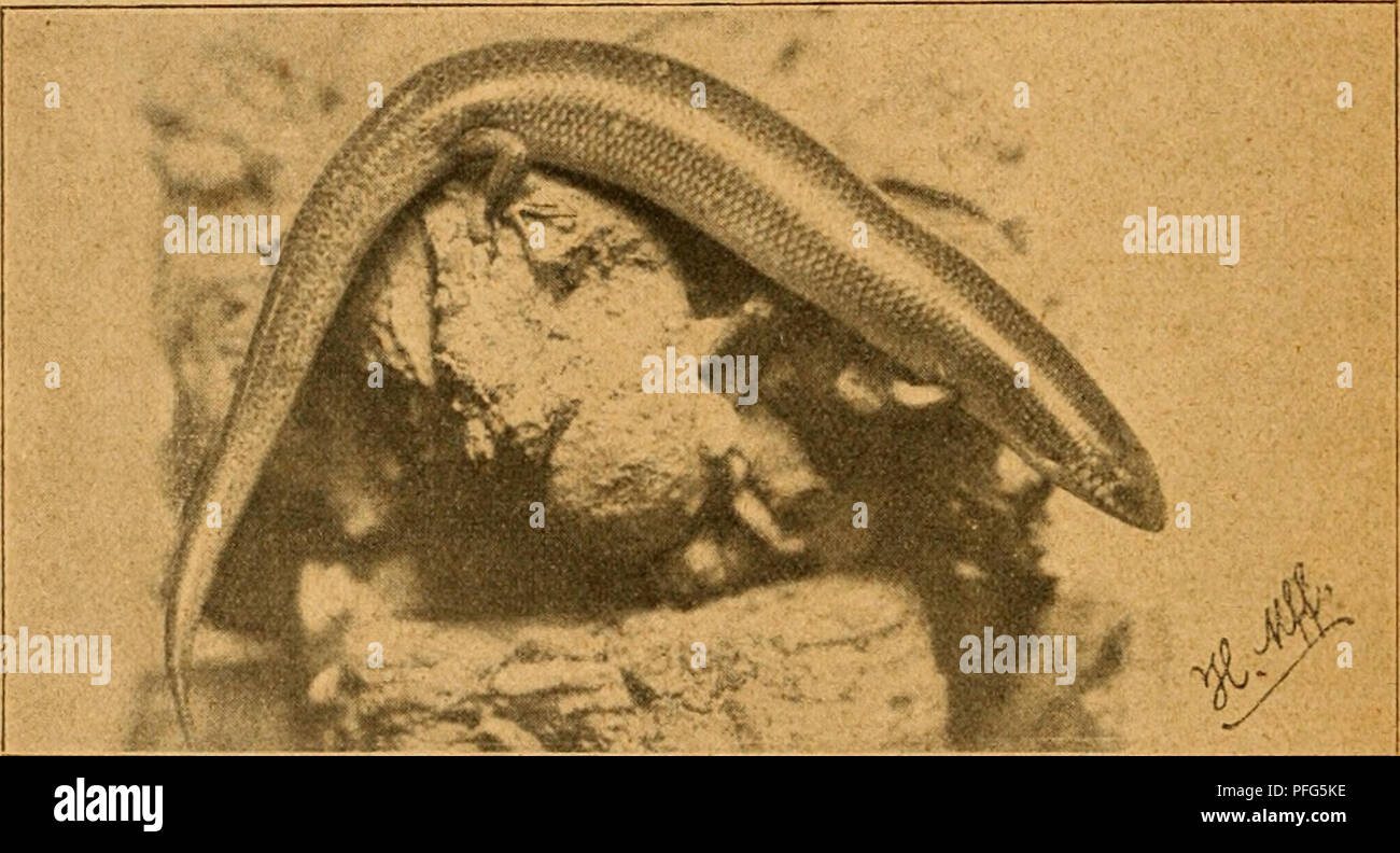 . Das Terrarium und seine Bewohner : Ein kurzer illustrierter Ratgeber für Terrarienfreunde. Terrariums, vivariums ; reptiles comme animaux domestiques ; Amphibiens comme animaux domestiques. - 44 - (ange breiäel üMen^g)cig, jeboc^ fie bie bei j'^Iänge reii fcf)[nben Bc = luegungen fra un ben Seib t>re§t nnb ab nur Slufftütien benüfet unb äu gum. ®er lörper, ber eine Sänge üvous trouverez sur ungefähr 25 entimeter erreid} 3 !, glänäenber grüngelber Öjrunbfarbe geigt bei eine fdinjarsc Streifenäeicf ()nung. 2)eg 5kd)tti, trübem äßetter fomie bei plt [ic^^leic bie ©rafd e^eriüärmten üerborgen gi ©anbc. Scfjaben bürften Siebling§ = = ibre dans ökfa nabrung Banque D'Images