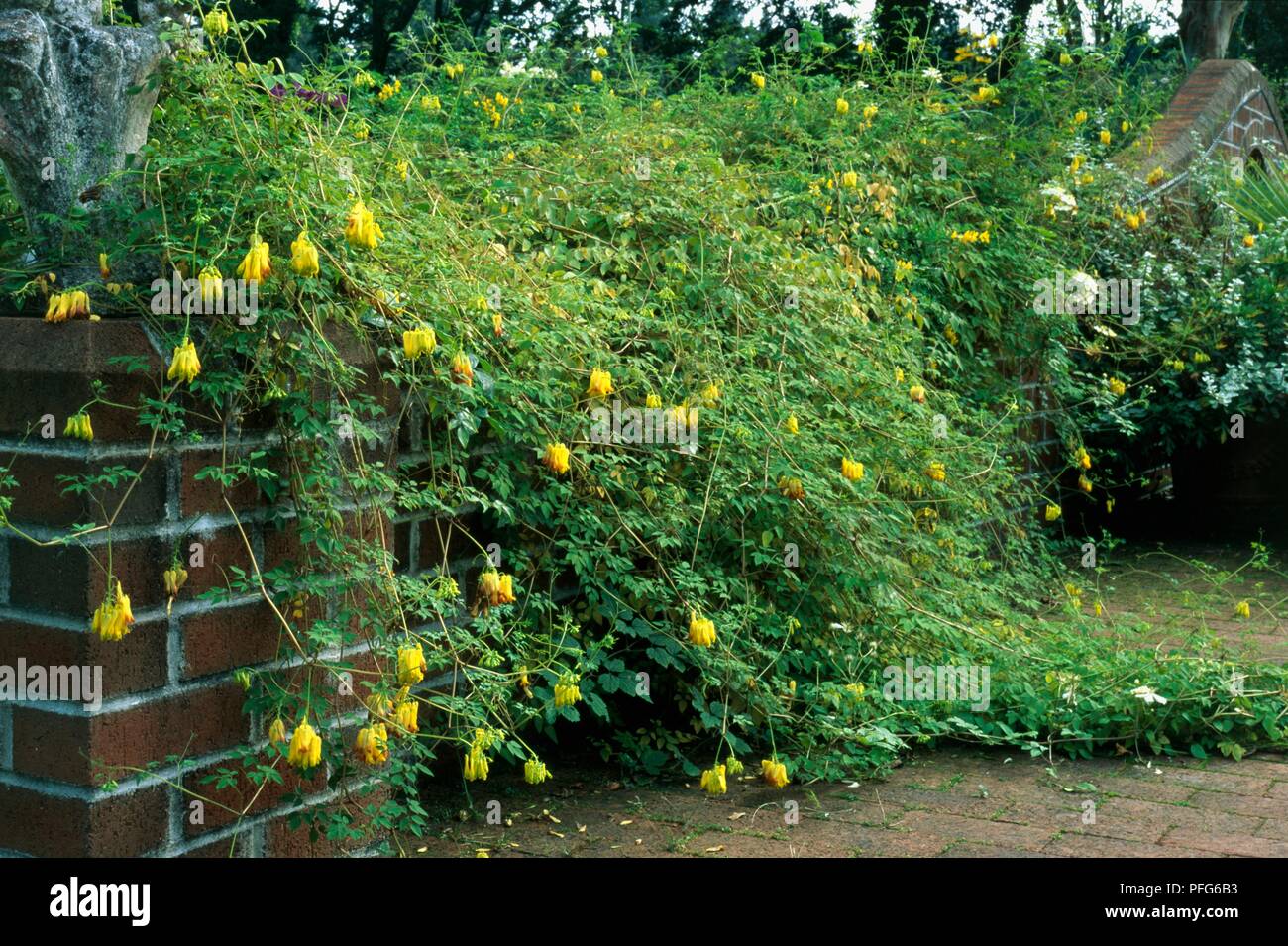 Dicentra scandens (Bleeding Heart Vine) avec des fleurs jaunes et l'abondance de feuilles vertes de plus en plus du mur de jardin Banque D'Images