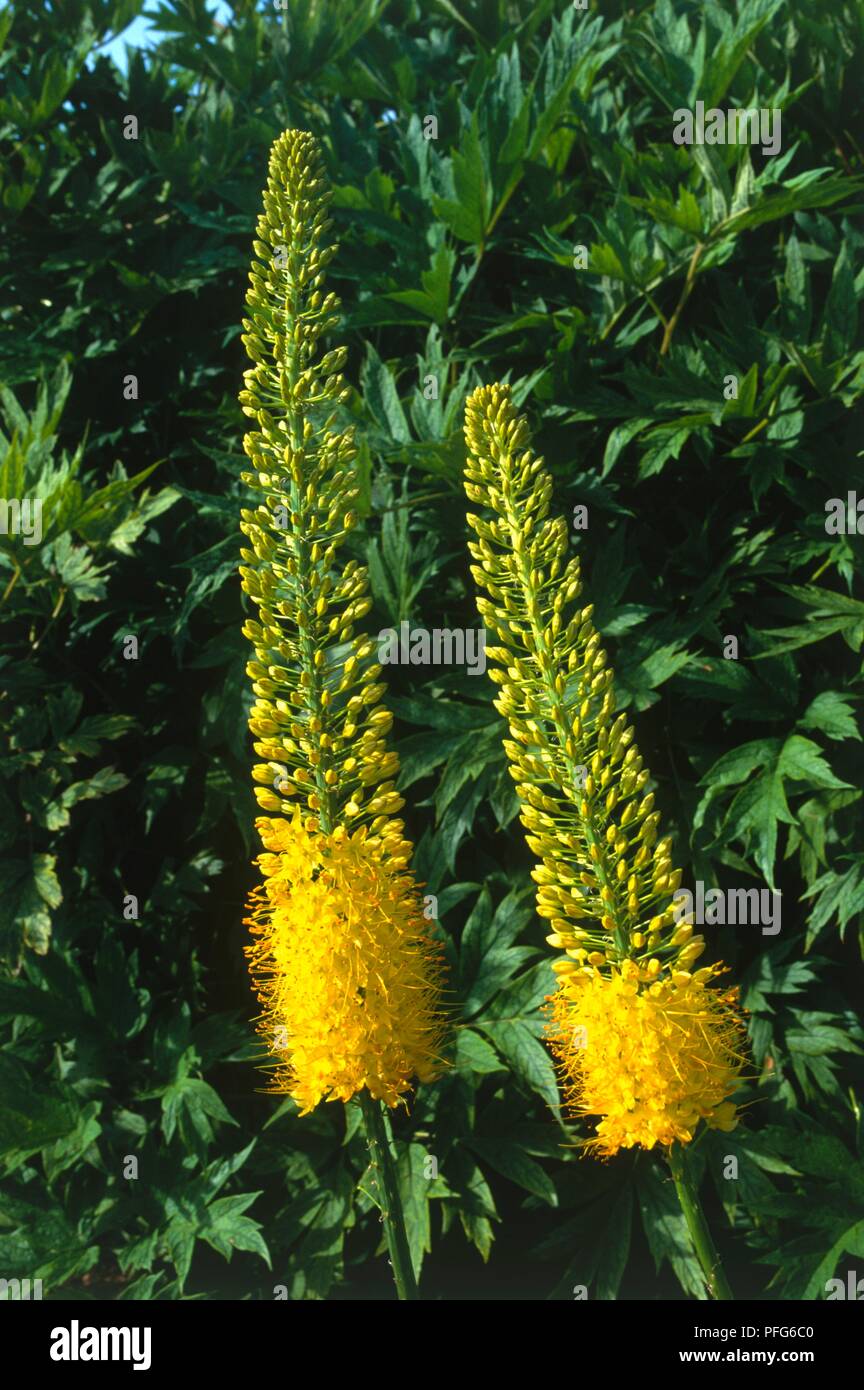 Eremurus stenophyllus (Désert) bougie jaune avec fleurs et bourgeons bourne  sur de hautes crêtes Photo Stock - Alamy