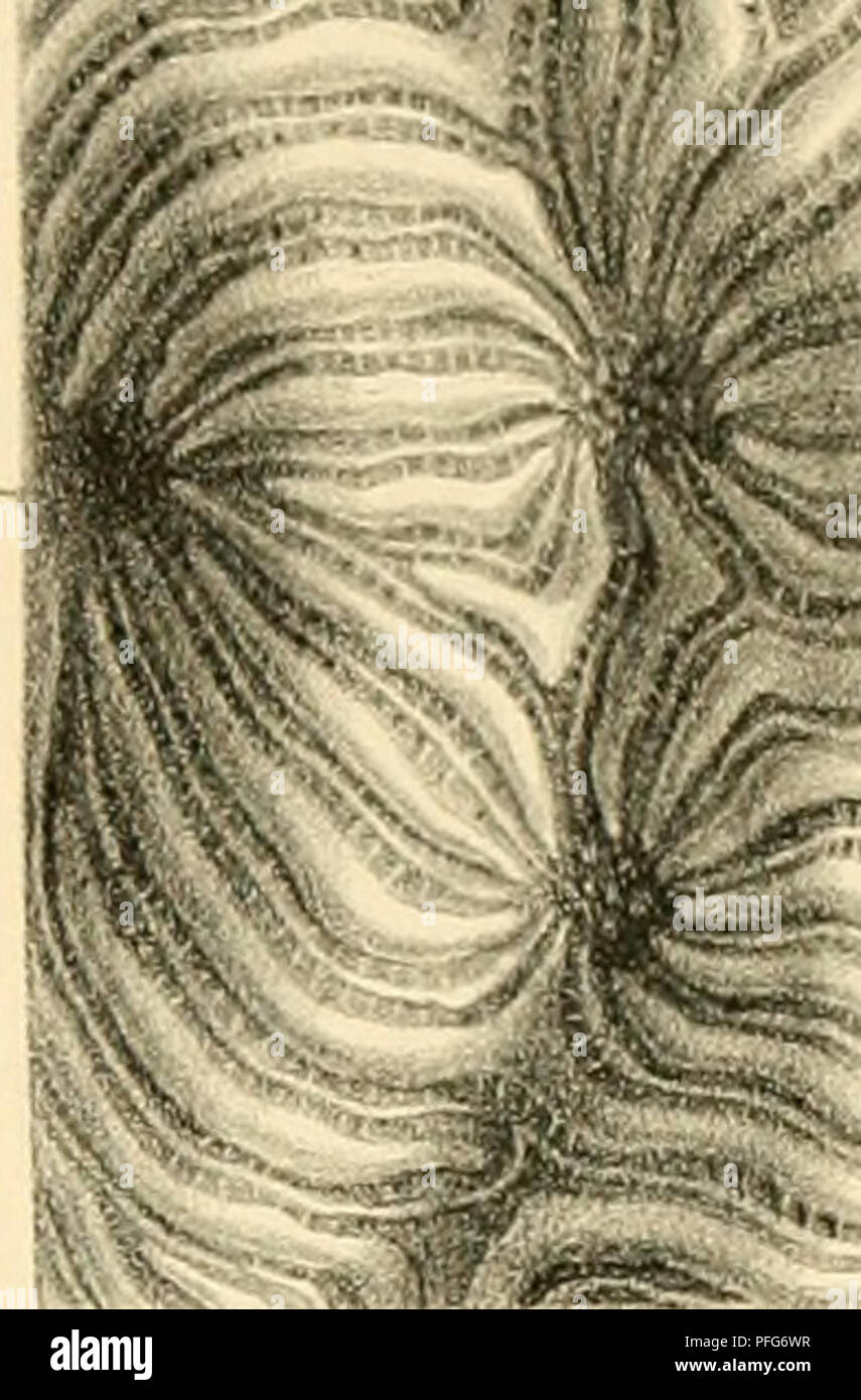 . Denkschriften der Kaiserlichen Akademie der Wissenschaften / Mathematisch-Naturwissenschaftliche Classe. Les mathématiques ; sciences. . Veuillez noter que ces images sont extraites de la page numérisée des images qui peuvent avoir été retouchées numériquement pour plus de lisibilité - coloration et l'aspect de ces illustrations ne peut pas parfaitement ressembler à l'œuvre originale.. Kaiserl. Akademie der Wissenschaften in Wien. Mathematisch-Naturwissenschaftliche Klasse. Wien : aus der Kaiserlich-Königlichen Hof- und Staatsdruckerei Banque D'Images