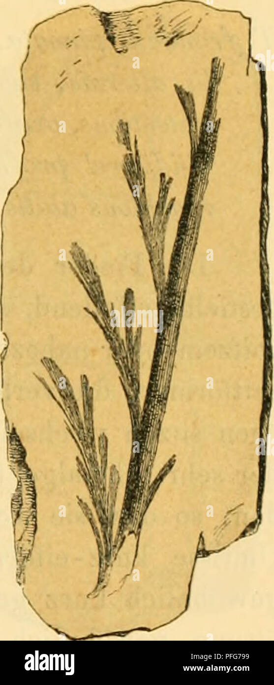 . Denkschriften der Kaiserlichen Akademie der Wissenschaften, Mathematisch-Naturwissenschaftliche Classe. La flore fossile mourir des mähriscli sMesischen Darhschiefcrs-. •JO Taf. IV, V, fig. 11 und 12 ; Geinitz, Darstellung der Hainiehen-Ebersdorfer u. s. w. Koh- lenb., S. 42, Taf. 2, Fig. 9), unterscheidet sich von derselben durch verkehrt-eiförmige, voll- kommen, ganzrandige verschmälerte an der base weniger. Fiederchen Antiqaum hält die das Adiantum Mitte zwischen dem brasilianischen A. (lolahriforme crochet. (Ettingsh. Farnkräuter, S. 79. Taf. 40, fig. 16-18) und dem asiatischen A. argu- tum Presl. Banque D'Images