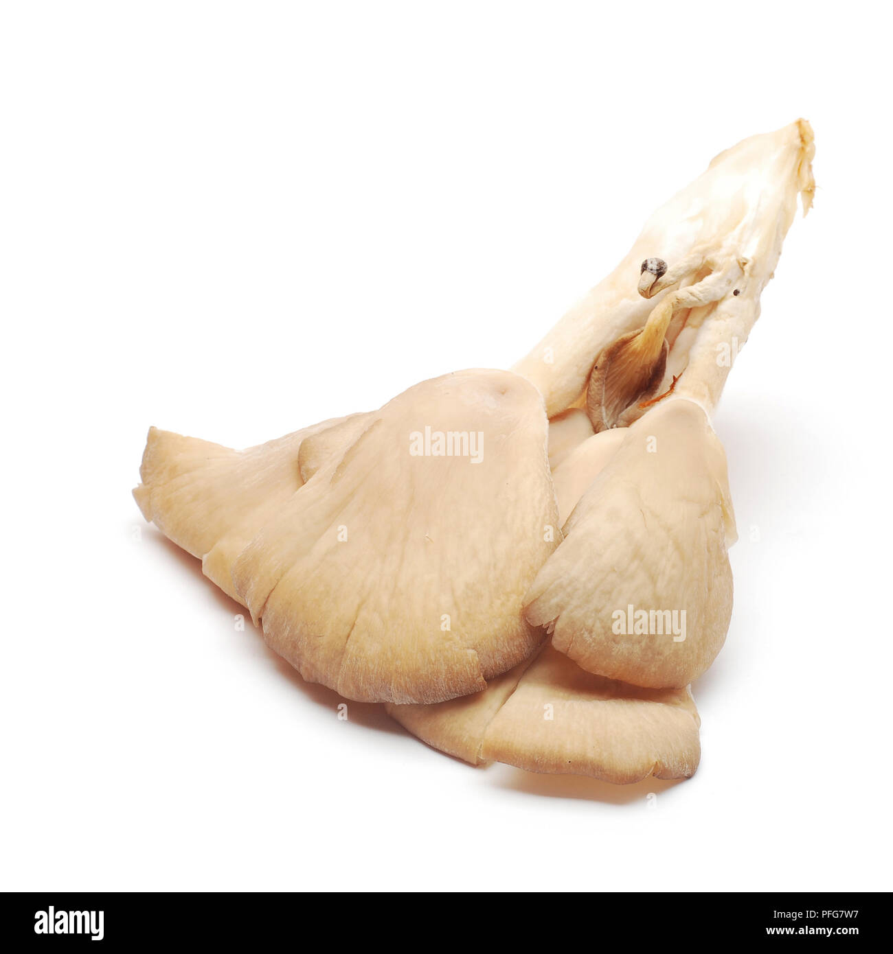 Pleurotus ostreatus champignon comestible isolated on white Banque D'Images