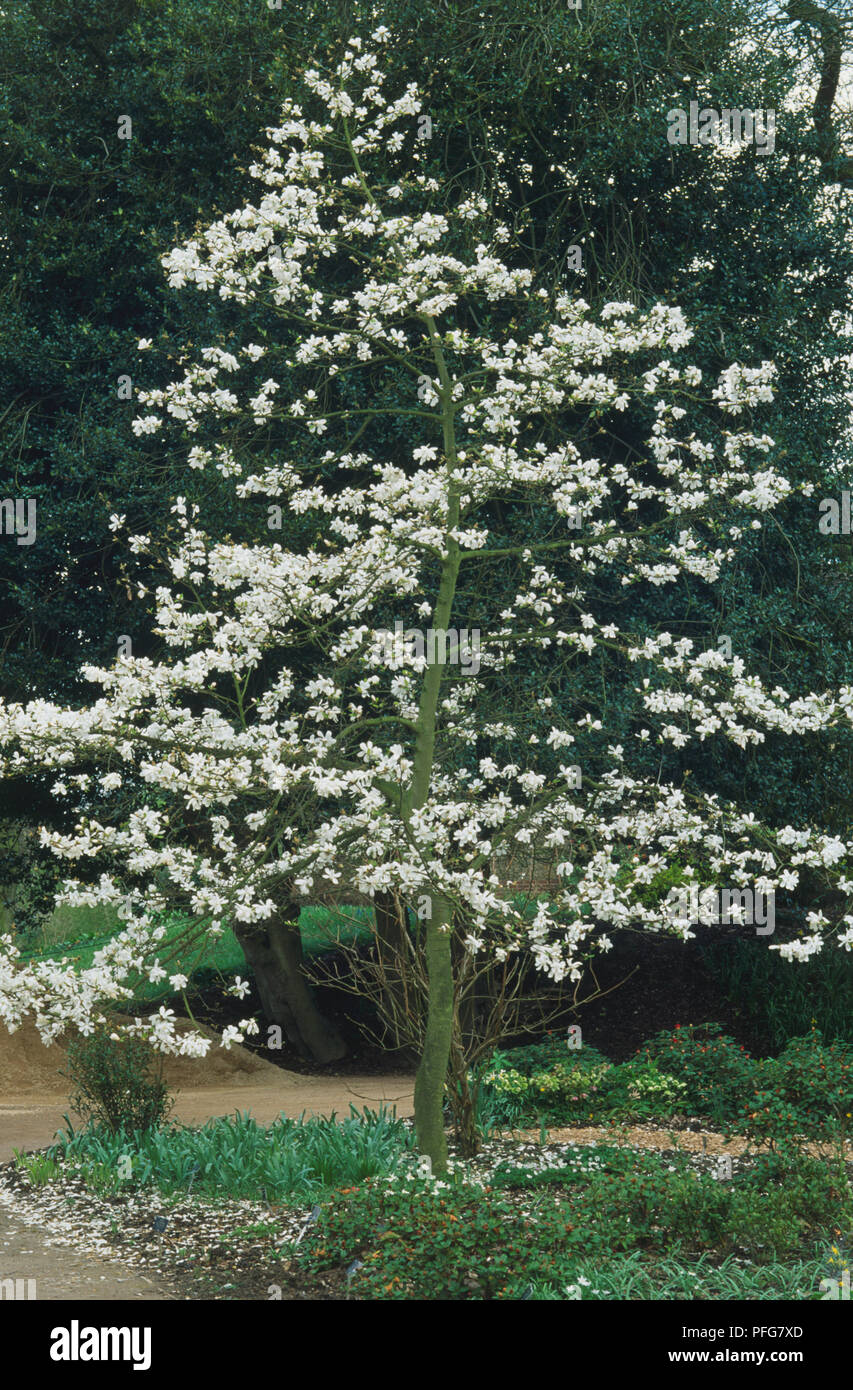 Magnolia x loebneri 'Merrill', dans le parc d'arbres en fleurs. Banque D'Images