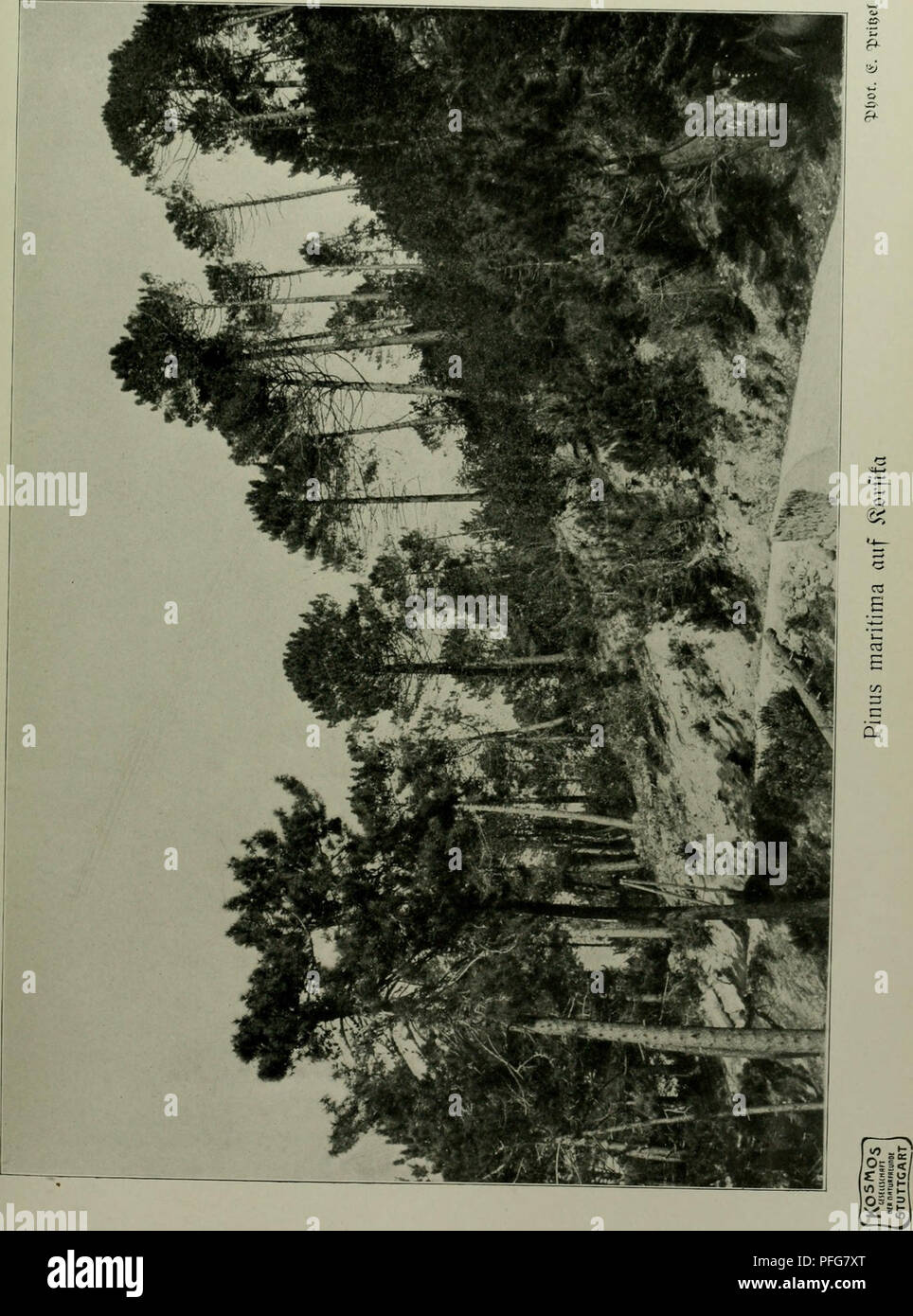 . Das Leben der Pflanze. Les plantes ; plantes ; plantes ; phytogéographie. . Veuillez noter que ces images sont extraites de la page numérisée des images qui peuvent avoir été retouchées numériquement pour plus de lisibilité - coloration et l'aspect de ces illustrations ne peut pas parfaitement ressembler à l'œuvre originale.. Francé, R. H. (Raoul Heinrich), 1874-1943 ; Gothan, Walther Ulrich Eduard Friedrich, 1879-1954 ; Lange, Willy, 1864-. Stuttgart, Kosmos, Gesellschaft der Naturfreunde Banque D'Images
