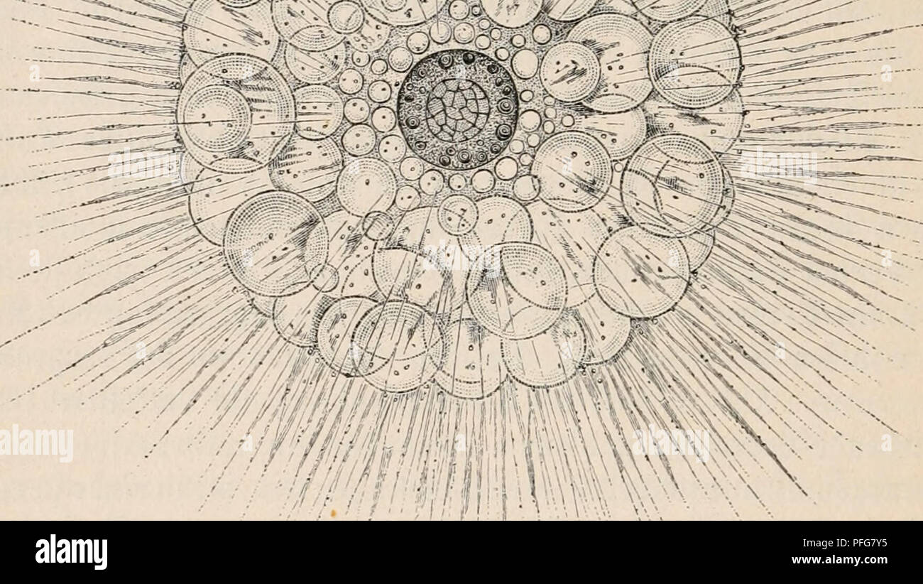 . Das Meer, seine Erforschung und sein Leben. L'océan ; biologie marine. 108 md)X. leidster tücrben mtt fo erreicht, ^raftauftranb tDeniger je ber ^^lufen att dans flüffigen beroeglic leidet bem unb (älement erforbert^in, je beffer Xiere ftrf btc) bem (5(^tüeben öaffer ^5gi angepaßt ahtn. Sluf l)öc ft^^aec ; mannig 5 e(t)unb rt SSeife Slnget aben bie)öngen elagifdien Xiern ^ber) biefeg erreirf ^id elt)t. Berartigen inrtcf 5lQe @)tnngen laufen auf ha^^ ^^ ; e/aa. 3lb6- 37. 1950-1997 ThalassicoUa ftreben ^§ Pau-Pyrénées. §frfimeben tiQi, u '^ fpegtfifc^^etnicfit§ e être örper ^§ iidjft mög =§§ SSaffer bem être gleidjgumac^ Banque D'Images