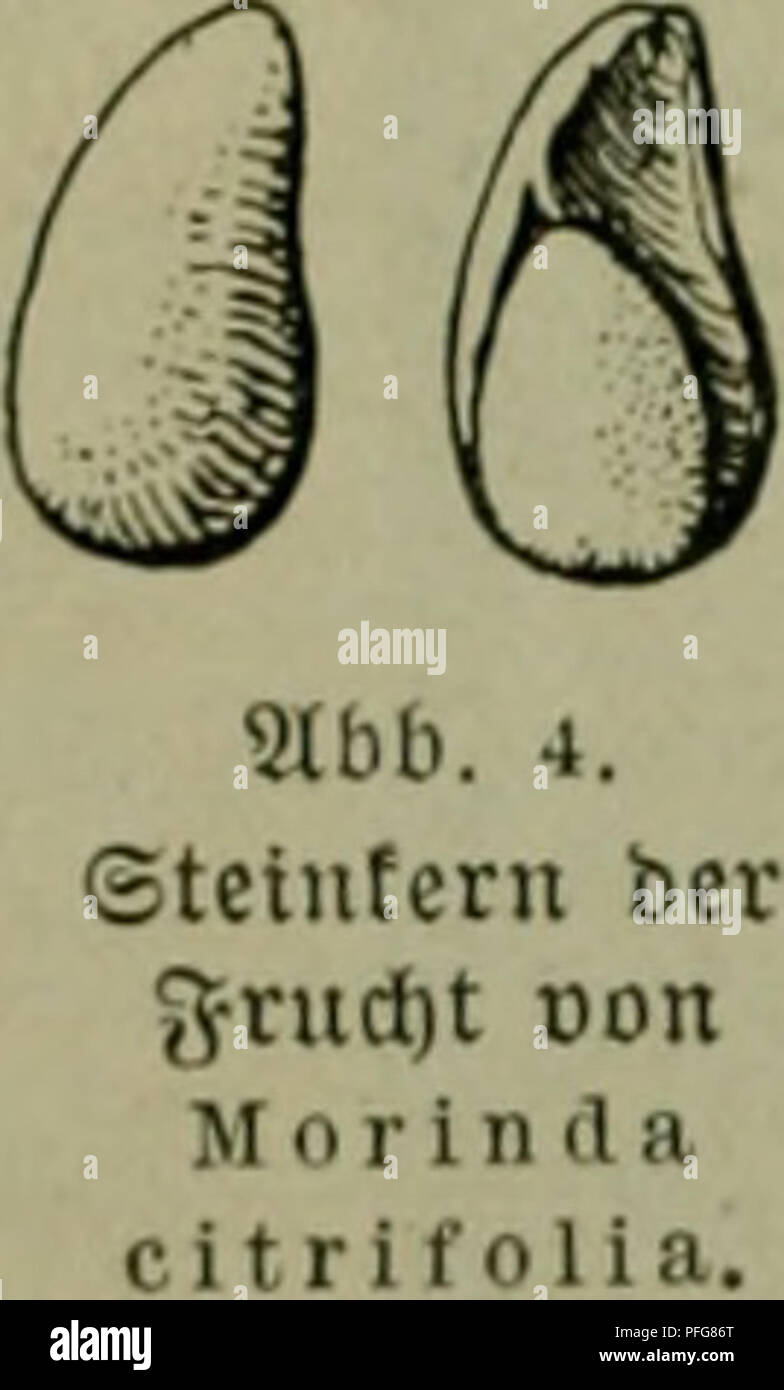 . Das Leben der Pflanze. Les plantes ; plantes ; plantes ; phytogéographie. 126^efiebcluiuv ^Beränbcrumj ii,:5'Uelfloren. Segetation cntiuicfelt j[t. ^Pftan cnarten 137^fonnten feftgefteflt lucrbcn§ 1906 bi ; une üennef^t 3a)fic^ fpütcrf rten)dans bcfonbcrS Ujanerogamen ^^.bie, uon bencn* 1."ÜG fc^sur 929(vten anben lüaren^bonp, nntcr ifjncn aud) eine &ln,5un{)( non Säumen. 9(u(f) être ftimmte pflan3 = 5 fenfcljaftcn äljnlidi cngenü[, malaiifdjcn ebiete bcr benen ©, ^^ ^fdjon aben fid, erauSgcbilbet iljre ßntinitflung irenn aud) nodj nid)t ben Slbfdjlutj^. à werden ! ©oiuo Seficbler^l bie ber 5 ?üfte wk bie ber Banque D'Images
