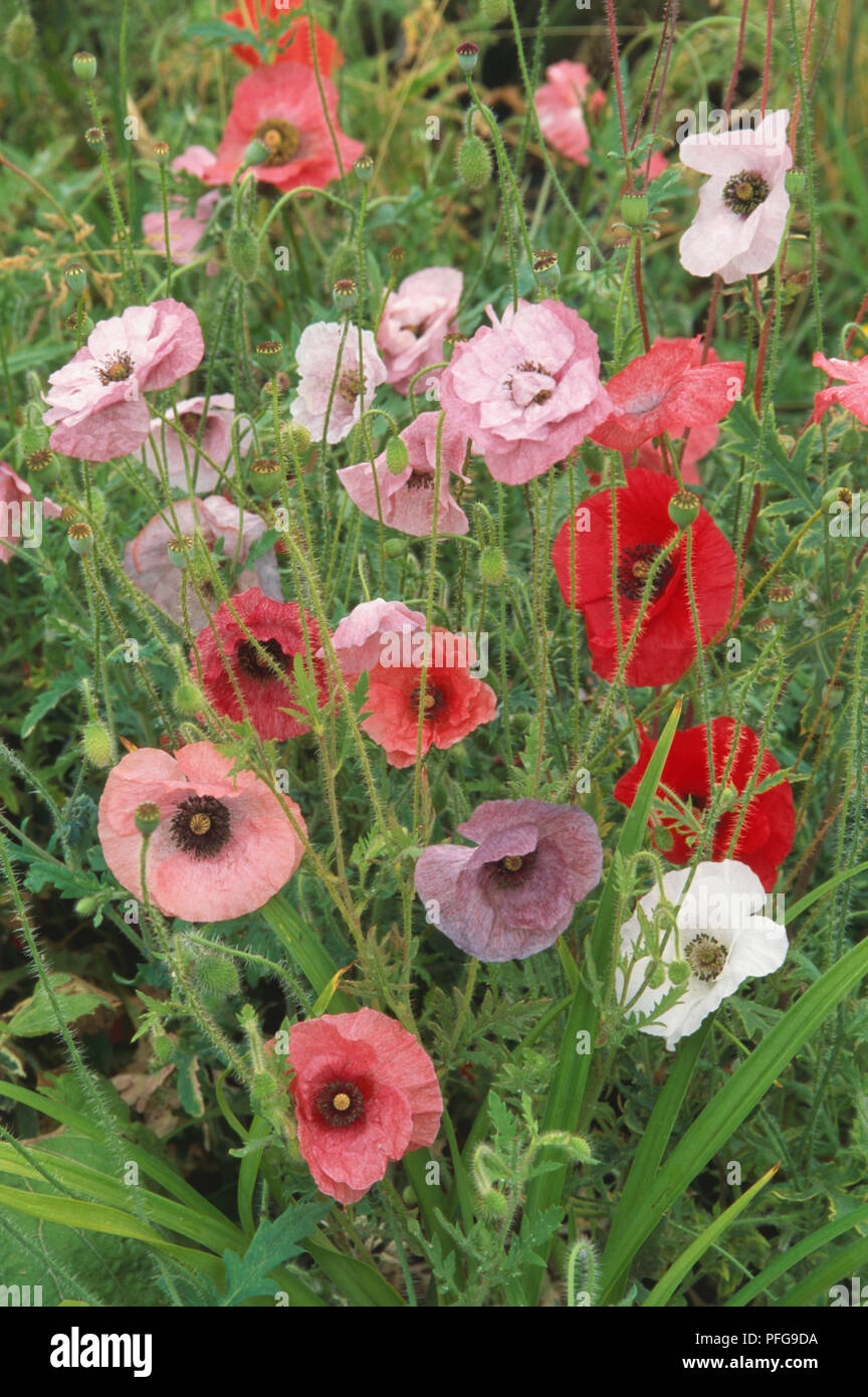 Papaver rhoeas, coquelicots, fleurs de couleur différente dans le champ  Photo Stock - Alamy