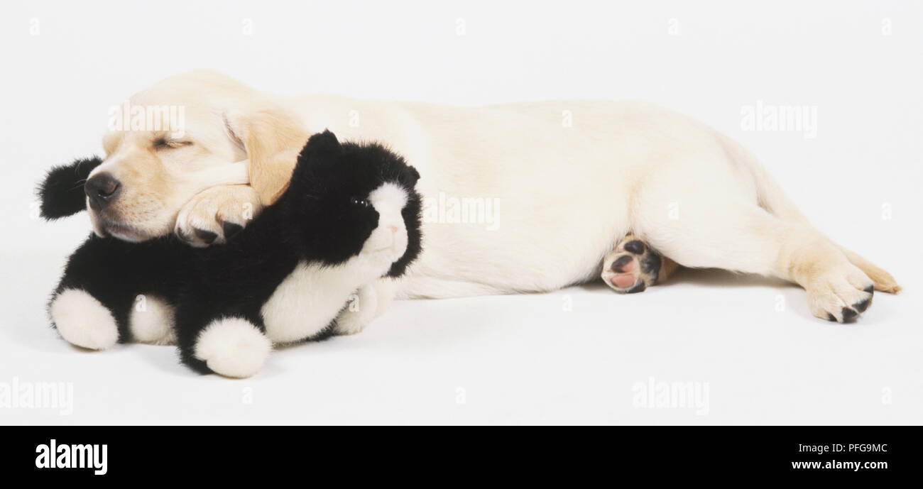 Labrador Retriever chiot (Canis familiaris) endormi sur le plancher avec un jouet sous son menton, side view Banque D'Images