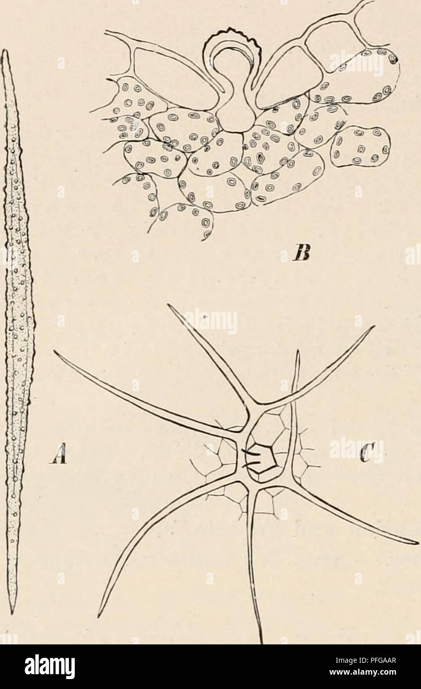 . Das botanische anleitung zum selbststudium praktikum, der botanik mikroskopischen für Anfänger und zugleich, geübtere mikroskopischen Ein Handbuch der Technik. Physiologie végétale ; botanique ; microscopie électronique. 212 VII. Haare und von Cheiranthus Matthiola. ZU treffen, und man muss daher, um dies zu erreichen, zahlreiche Schnitte ausführen. Da sieht man (Fig. 101 B), die die stelle eines jeden Insertions- Haares etwas vertieft liegt, und daß die épiderme- zelle, die sich zum Haarkörper ausweitet draußen, schmäler als ihre Nachbarinnen ist, dass sie sich am Westfalica, etwas anschwellend, ab- rundet und tiefer Banque D'Images