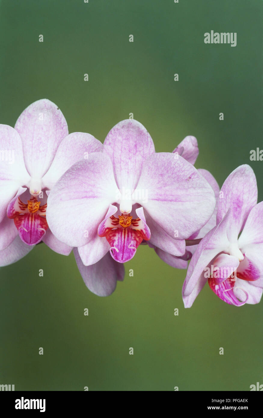Doris Phalaenopsis rose pâle, les capitules Banque D'Images