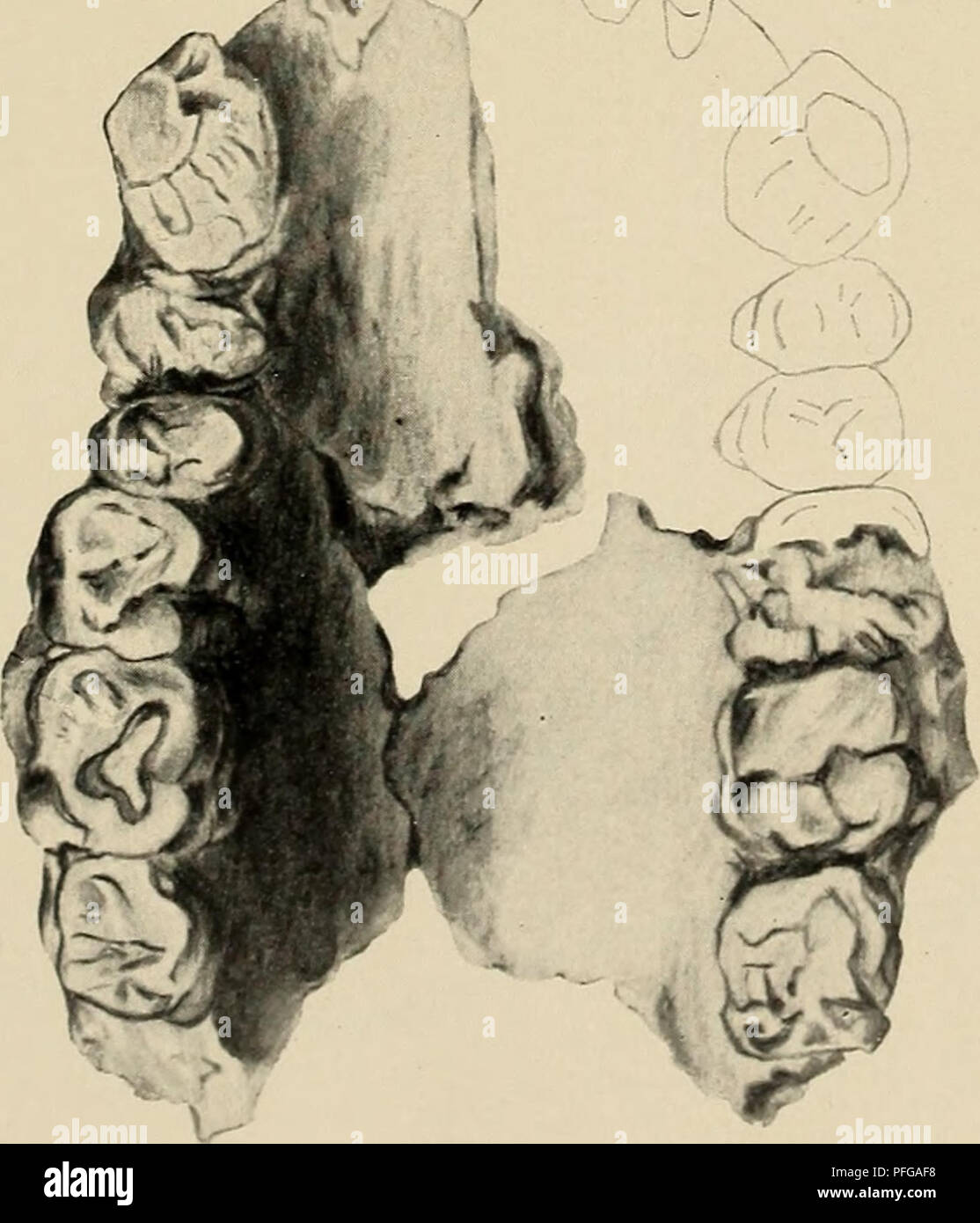 Cette illustration de *Das Gebiss des Menschen und der Anthropomorphen* compare les structures dentaires des humains et des primates, contribuant ainsi à notre compréhension de l’histoire de l’évolution humaine. Les images illustrent diverses dents humaines et primates, mettant en évidence les différences et les similitudes. Banque D'Images