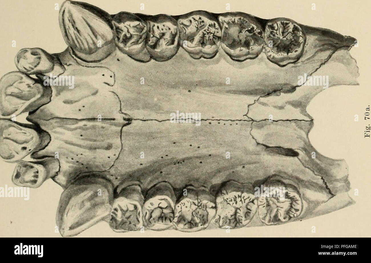 . Das Gebiss des Menschen und der Anthropomorphen ; vergleichend-anatomische Unter-suchungen. Zugleich ein Beitrag zur mensch-lichen. Stammesgeschichte Dents ; les êtres humains ; les primates. . Veuillez noter que ces images sont extraites de la page numérisée des images qui peuvent avoir été retouchées numériquement pour plus de lisibilité - coloration et l'aspect de ces illustrations ne peut pas parfaitement ressembler à l'œuvre originale.. Adloff, Paul. Berlin, J. Springer Banque D'Images