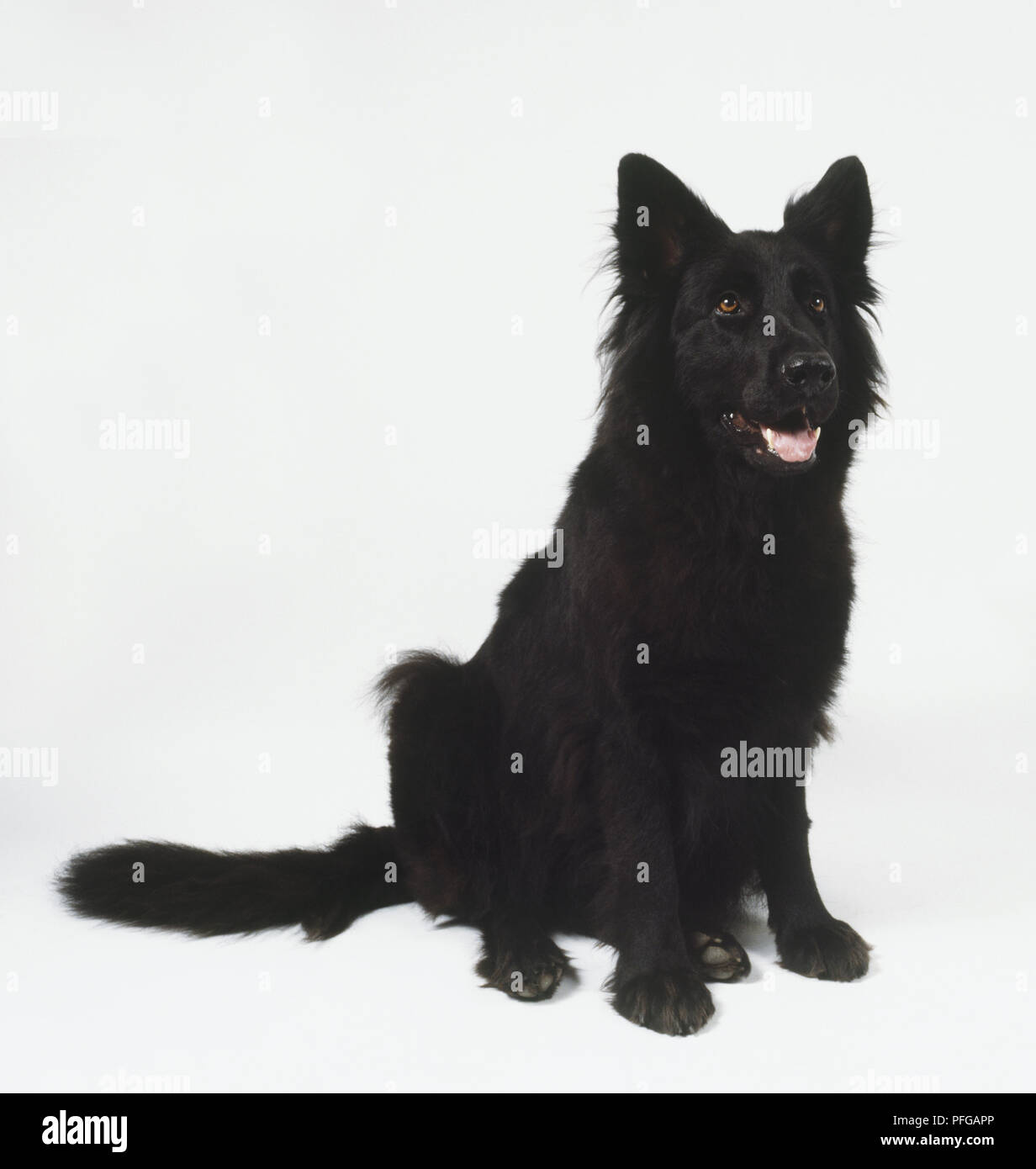 Berger allemand noir assis Chien (Canis familiaris), front view Banque D'Images