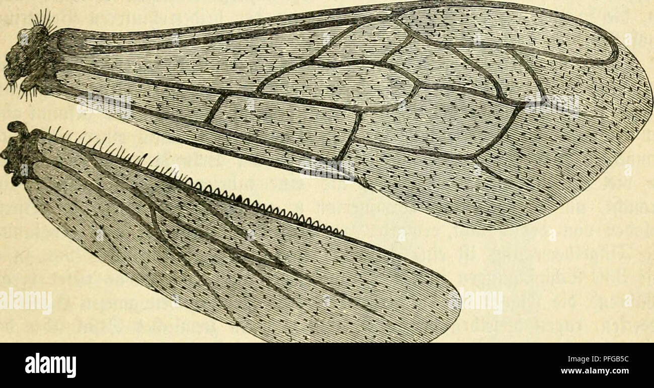 . Das Buch von der biene. Les abeilles ; la culture de l'Abeille. Ssörperbau S)er ber 95iene. 109 ^inteiflügel bie sur öinterbnift^fi .ber en äroar ftnben, unb fie itjre «^' ia'än [teilen dans äutigen Siaume bem)t, n)elcf)er bie (Seitenftücfe ruftab ^jener)d)mit nttte ücfenirfiilbe öerbinbet^Sf bem. ®q^^tügel gerabe bie O am ^Srufttinge britten unb Herling-grudzinski fi^en, berut)t lünben Bioecfmä auf ©ber^igfeit, liegt bo(f) ber ©c^mer^§ 2:unft être§ iere rencontré)r im l^interen Steife être§§ tttelförper 9J ?e§ fommt, unb dbo) beim g-tuge üor Unterftü^allem auf bie ung bieie§ (S(i)ir)te§ erpun !un. ^n ?ber 9^ul e high bie $8iene je"^^lüget re g Banque D'Images