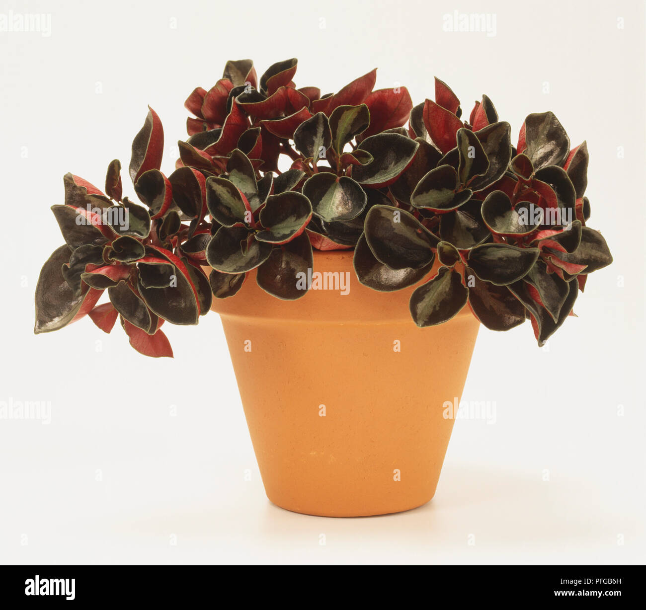 Peperomia obtusifolia 'Columbiana' Troène (Désert) Banque D'Images